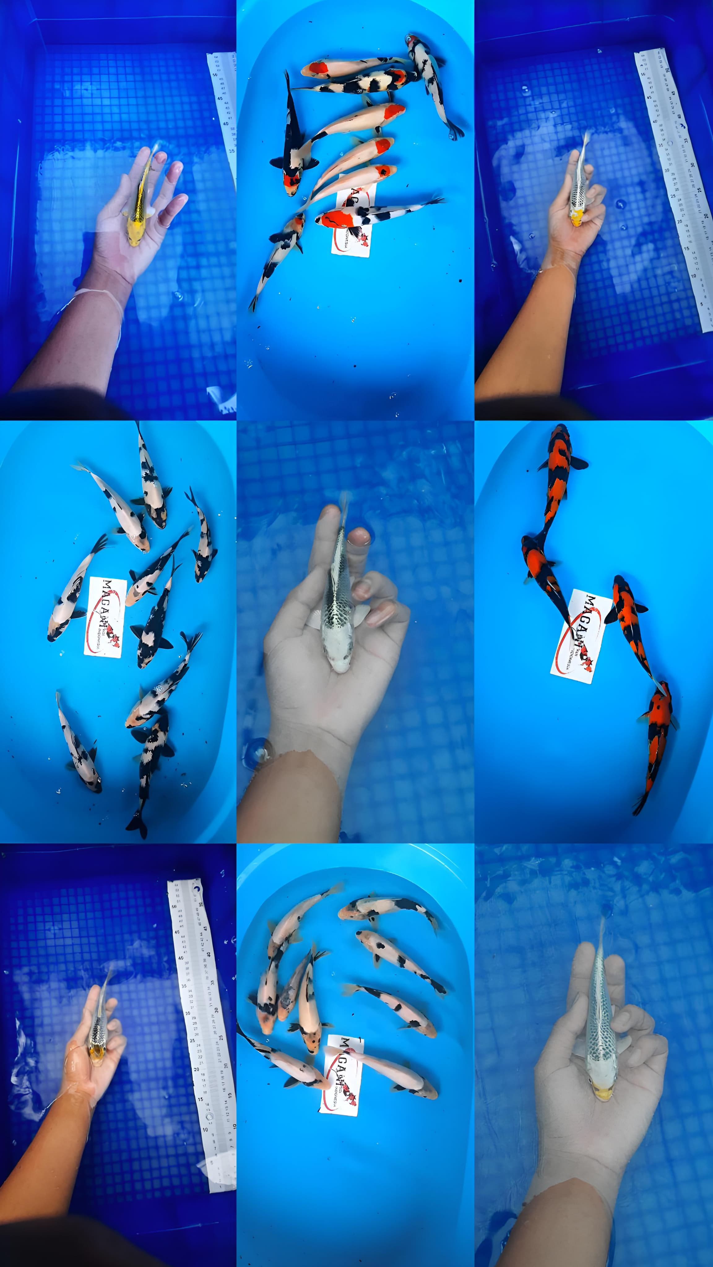 Lelang Koi Online, Jual Beli Ikan Koi, Pasar Koi Terbaik, Agen Lelang Koi, Penawaran Koi Berkualitas, Harga Jual Koi, Lelang Ikan Koi Import, Beli Koi Online, Jual Koi Murah, Koi Showroom, Penjual Koi Terpercaya, Lelang Koi Jakarta, Jual Koi Lokal, Koi Kualitas Unggul, Harga Terbaik Koi, Jual Koi Indukan, Lelang Ikan Hias Koi, Pasar Koi Indonesia, Beli Koi Berkualitas Tinggi, Koi Farm Terbesar, Jual Beli Koi Impor, Lelang Ikan Koi Kualitas Premium, Daftar Harga Koi Terbaru, Pusat Jual Beli Koi, Info Lelang Koi Hari Ini.