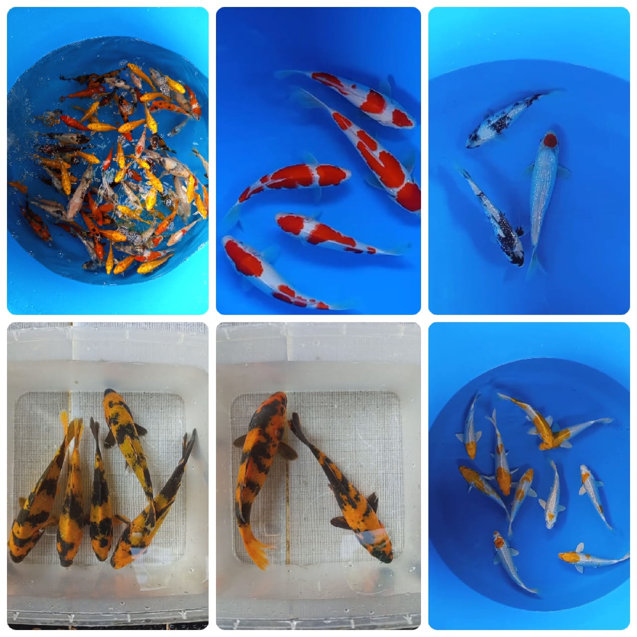 Lelang Koi Online, Jual Beli Ikan Koi, Pasar Koi Terbaik, Agen Lelang Koi, Penawaran Koi Berkualitas, Harga Jual Koi, Lelang Ikan Koi Import, Beli Koi Online, Jual Koi Murah, Koi Showroom, Penjual Koi Terpercaya, Lelang Koi Jakarta, Jual Koi Lokal, Koi Kualitas Unggul, Harga Terbaik Koi, Jual Koi Indukan, Lelang Ikan Hias Koi, Pasar Koi Indonesia, Beli Koi Berkualitas Tinggi, Koi Farm Terbesar, Jual Beli Koi Impor, Lelang Ikan Koi Kualitas Premium, Daftar Harga Koi Terbaru, Pusat Jual Beli Koi, Info Lelang Koi Hari Ini.