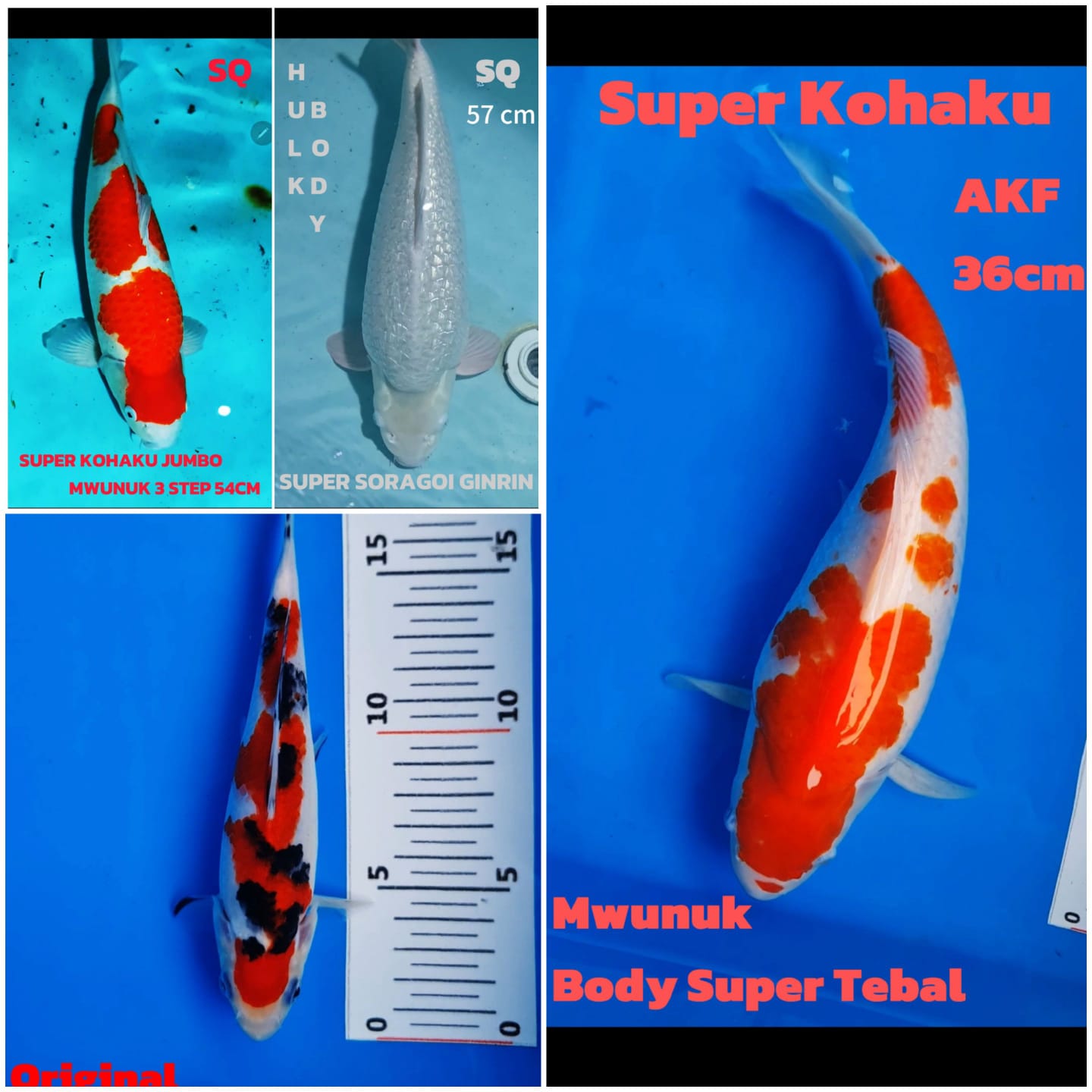 Lelang Koi Online, Jual Beli Ikan Koi, Pasar Koi Terbaik, Agen Lelang Koi, Penawaran Koi Berkualitas, Harga Jual Koi, Lelang Ikan Koi Import, Beli Koi Online, Jual Koi Murah, Koi Showroom, Penjual Koi Terpercaya, Lelang Koi Jakarta, Jual Koi Lokal, Koi Kualitas Unggul, Harga Terbaik Koi, Jual Koi Indukan, Lelang Ikan Hias Koi, Pasar Koi Indonesia, Beli Koi Berkualitas Tinggi, Koi Farm Terbesar, Jual Beli Koi Impor, Lelang Ikan Koi Kualitas Premium, Daftar Harga Koi Terbaru, Pusat Jual Beli Koi, Info Lelang Koi Hari Ini.