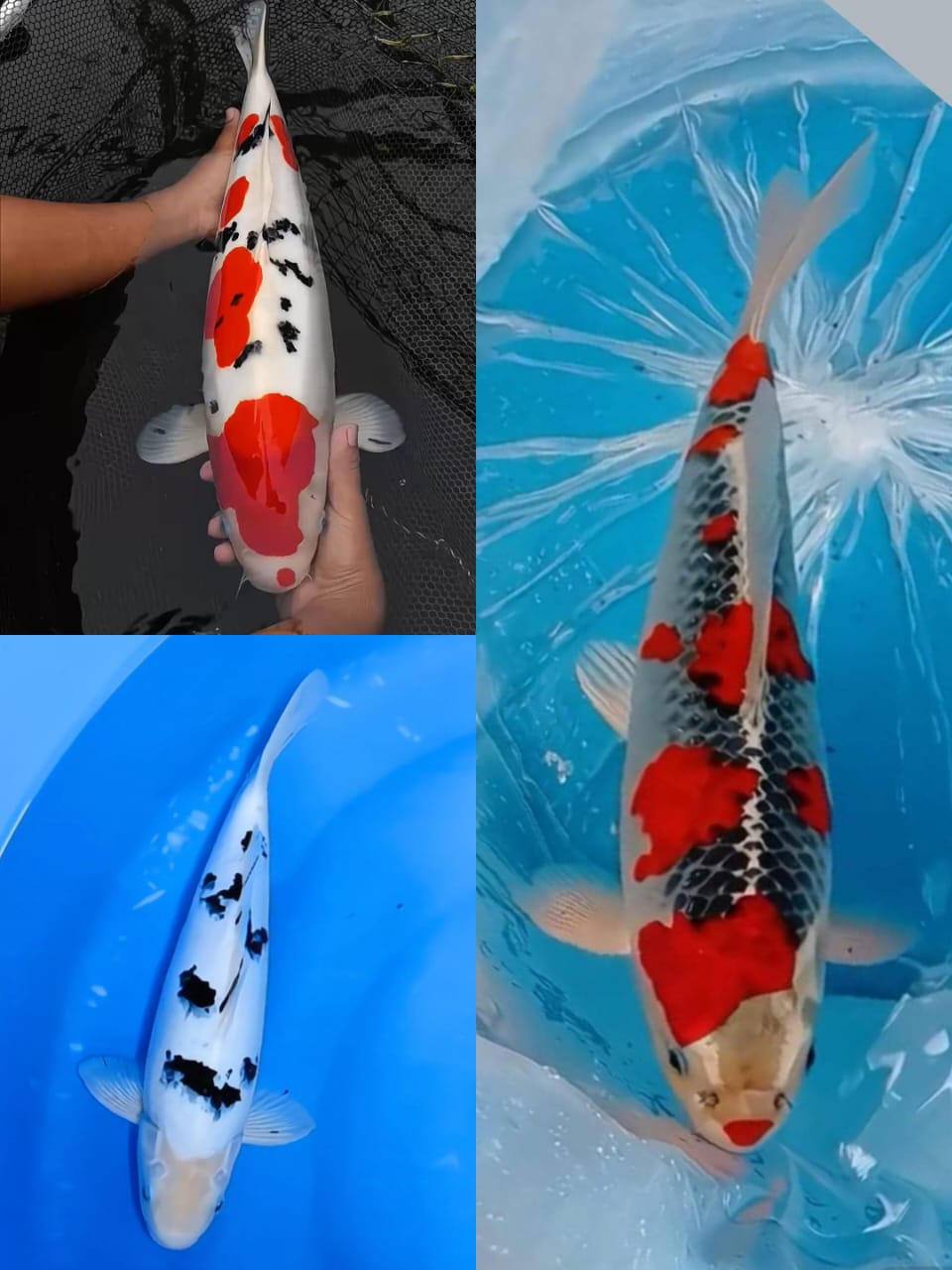 Lelang Koi Online, Jual Beli Ikan Koi, Pasar Koi Terbaik, Agen Lelang Koi, Penawaran Koi Berkualitas, Harga Jual Koi, Lelang Ikan Koi Import, Beli Koi Online, Jual Koi Murah, Koi Showroom, Penjual Koi Terpercaya, Lelang Koi Jakarta, Jual Koi Lokal, Koi Kualitas Unggul, Harga Terbaik Koi, Jual Koi Indukan, Lelang Ikan Hias Koi, Pasar Koi Indonesia, Beli Koi Berkualitas Tinggi, Koi Farm Terbesar, Jual Beli Koi Impor, Lelang Ikan Koi Kualitas Premium, Daftar Harga Koi Terbaru, Pusat Jual Beli Koi, Info Lelang Koi Hari Ini.