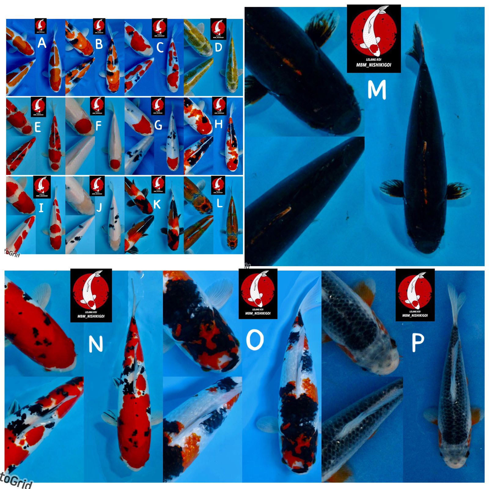 Lelang Koi Online, Jual Beli Ikan Koi, Pasar Koi Terbaik, Agen Lelang Koi, Penawaran Koi Berkualitas, Harga Jual Koi, Lelang Ikan Koi Import, Beli Koi Online, Jual Koi Murah, Koi Showroom, Penjual Koi Terpercaya, Lelang Koi Jakarta, Jual Koi Lokal, Koi Kualitas Unggul, Harga Terbaik Koi, Jual Koi Indukan, Lelang Ikan Hias Koi, Pasar Koi Indonesia, Beli Koi Berkualitas Tinggi, Koi Farm Terbesar, Jual Beli Koi Impor, Lelang Ikan Koi Kualitas Premium, Daftar Harga Koi Terbaru, Pusat Jual Beli Koi, Info Lelang Koi Hari Ini.