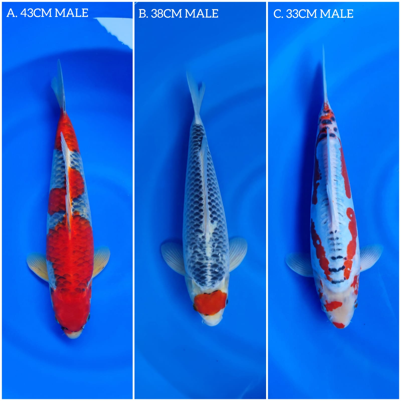 Lelang Koi Online, Jual Beli Ikan Koi, Pasar Koi Terbaik, Agen Lelang Koi, Penawaran Koi Berkualitas, Harga Jual Koi, Lelang Ikan Koi Import, Beli Koi Online, Jual Koi Murah, Koi Showroom, Penjual Koi Terpercaya, Lelang Koi Jakarta, Jual Koi Lokal, Koi Kualitas Unggul, Harga Terbaik Koi, Jual Koi Indukan, Lelang Ikan Hias Koi, Pasar Koi Indonesia, Beli Koi Berkualitas Tinggi, Koi Farm Terbesar, Jual Beli Koi Impor, Lelang Ikan Koi Kualitas Premium, Daftar Harga Koi Terbaru, Pusat Jual Beli Koi, Info Lelang Koi Hari Ini.