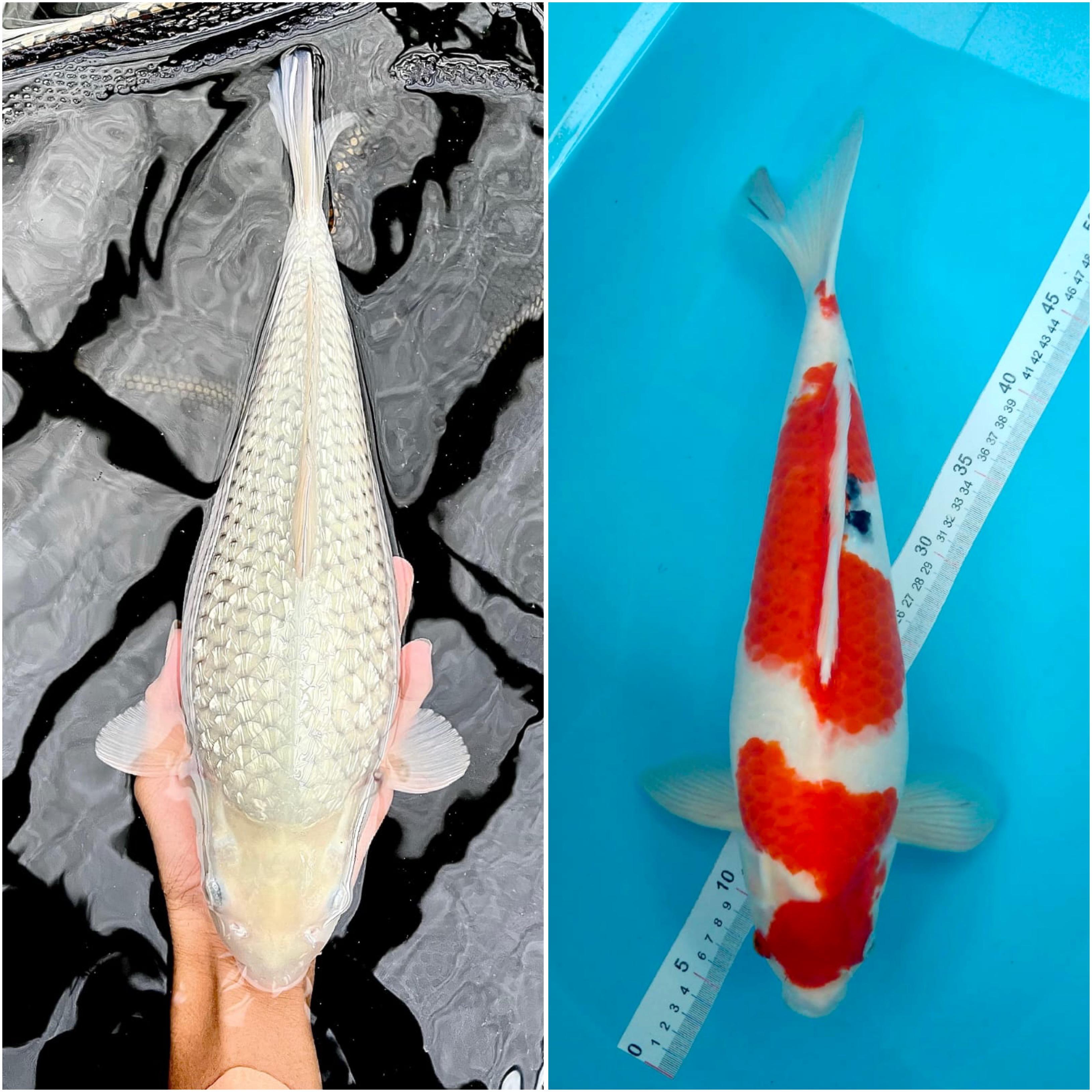 Lelang Koi Online, Jual Beli Ikan Koi, Pasar Koi Terbaik, Agen Lelang Koi, Penawaran Koi Berkualitas, Harga Jual Koi, Lelang Ikan Koi Import, Beli Koi Online, Jual Koi Murah, Koi Showroom, Penjual Koi Terpercaya, Lelang Koi Jakarta, Jual Koi Lokal, Koi Kualitas Unggul, Harga Terbaik Koi, Jual Koi Indukan, Lelang Ikan Hias Koi, Pasar Koi Indonesia, Beli Koi Berkualitas Tinggi, Koi Farm Terbesar, Jual Beli Koi Impor, Lelang Ikan Koi Kualitas Premium, Daftar Harga Koi Terbaru, Pusat Jual Beli Koi, Info Lelang Koi Hari Ini.