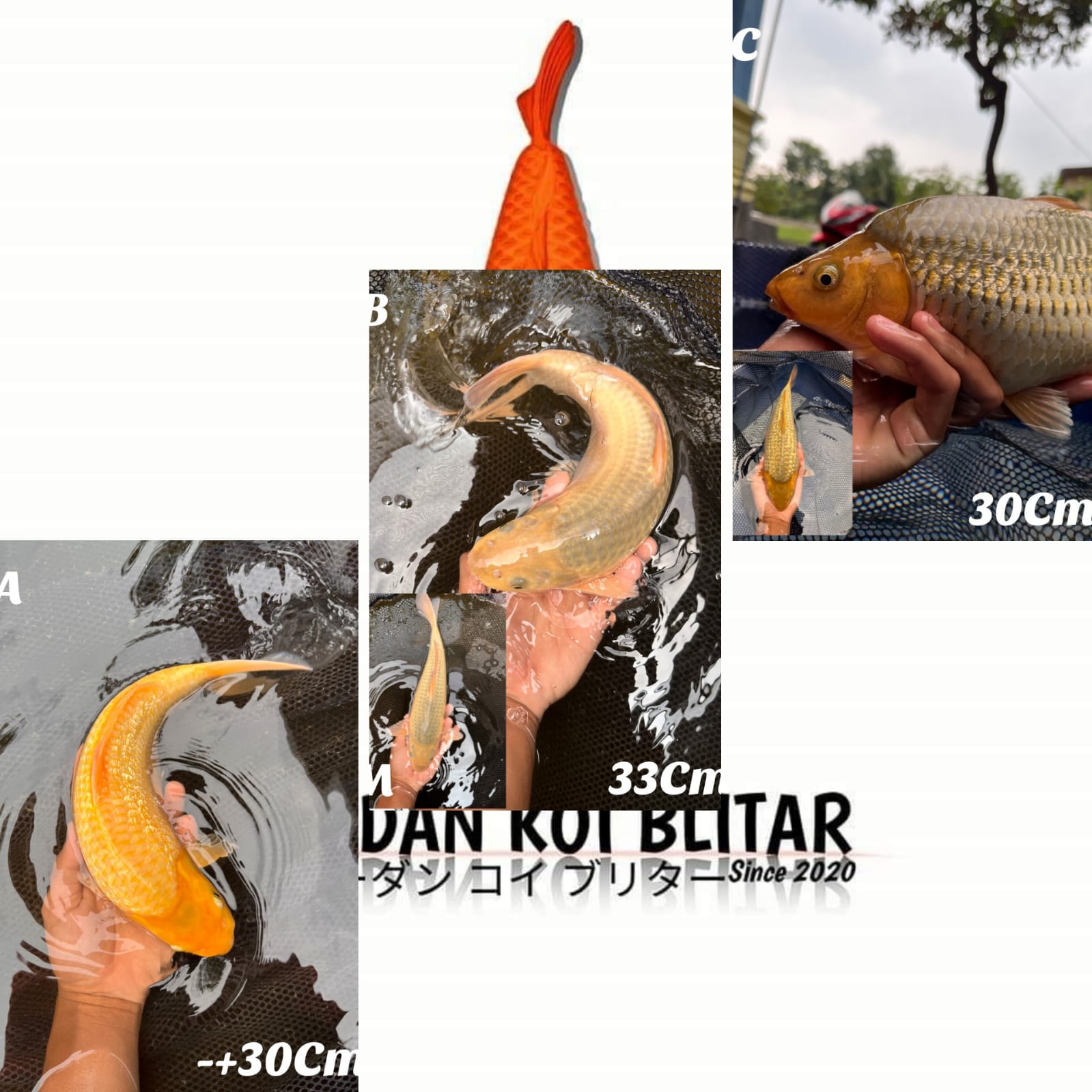 Lelang Koi Online, Jual Beli Ikan Koi, Pasar Koi Terbaik, Agen Lelang Koi, Penawaran Koi Berkualitas, Harga Jual Koi, Lelang Ikan Koi Import, Beli Koi Online, Jual Koi Murah, Koi Showroom, Penjual Koi Terpercaya, Lelang Koi Jakarta, Jual Koi Lokal, Koi Kualitas Unggul, Harga Terbaik Koi, Jual Koi Indukan, Lelang Ikan Hias Koi, Pasar Koi Indonesia, Beli Koi Berkualitas Tinggi, Koi Farm Terbesar, Jual Beli Koi Impor, Lelang Ikan Koi Kualitas Premium, Daftar Harga Koi Terbaru, Pusat Jual Beli Koi, Info Lelang Koi Hari Ini.