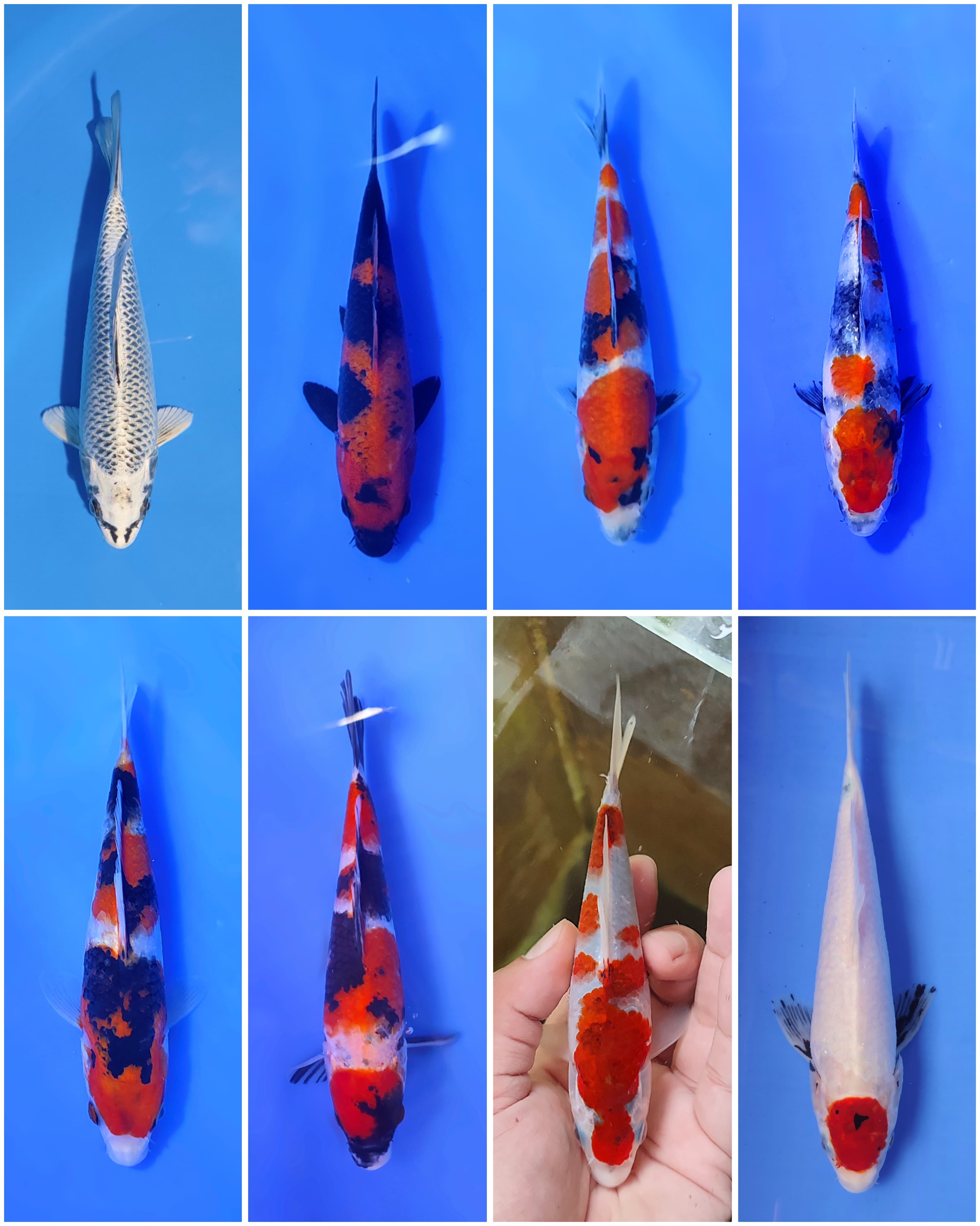 Lelang Koi Online, Jual Beli Ikan Koi, Pasar Koi Terbaik, Agen Lelang Koi, Penawaran Koi Berkualitas, Harga Jual Koi, Lelang Ikan Koi Import, Beli Koi Online, Jual Koi Murah, Koi Showroom, Penjual Koi Terpercaya, Lelang Koi Jakarta, Jual Koi Lokal, Koi Kualitas Unggul, Harga Terbaik Koi, Jual Koi Indukan, Lelang Ikan Hias Koi, Pasar Koi Indonesia, Beli Koi Berkualitas Tinggi, Koi Farm Terbesar, Jual Beli Koi Impor, Lelang Ikan Koi Kualitas Premium, Daftar Harga Koi Terbaru, Pusat Jual Beli Koi, Info Lelang Koi Hari Ini.