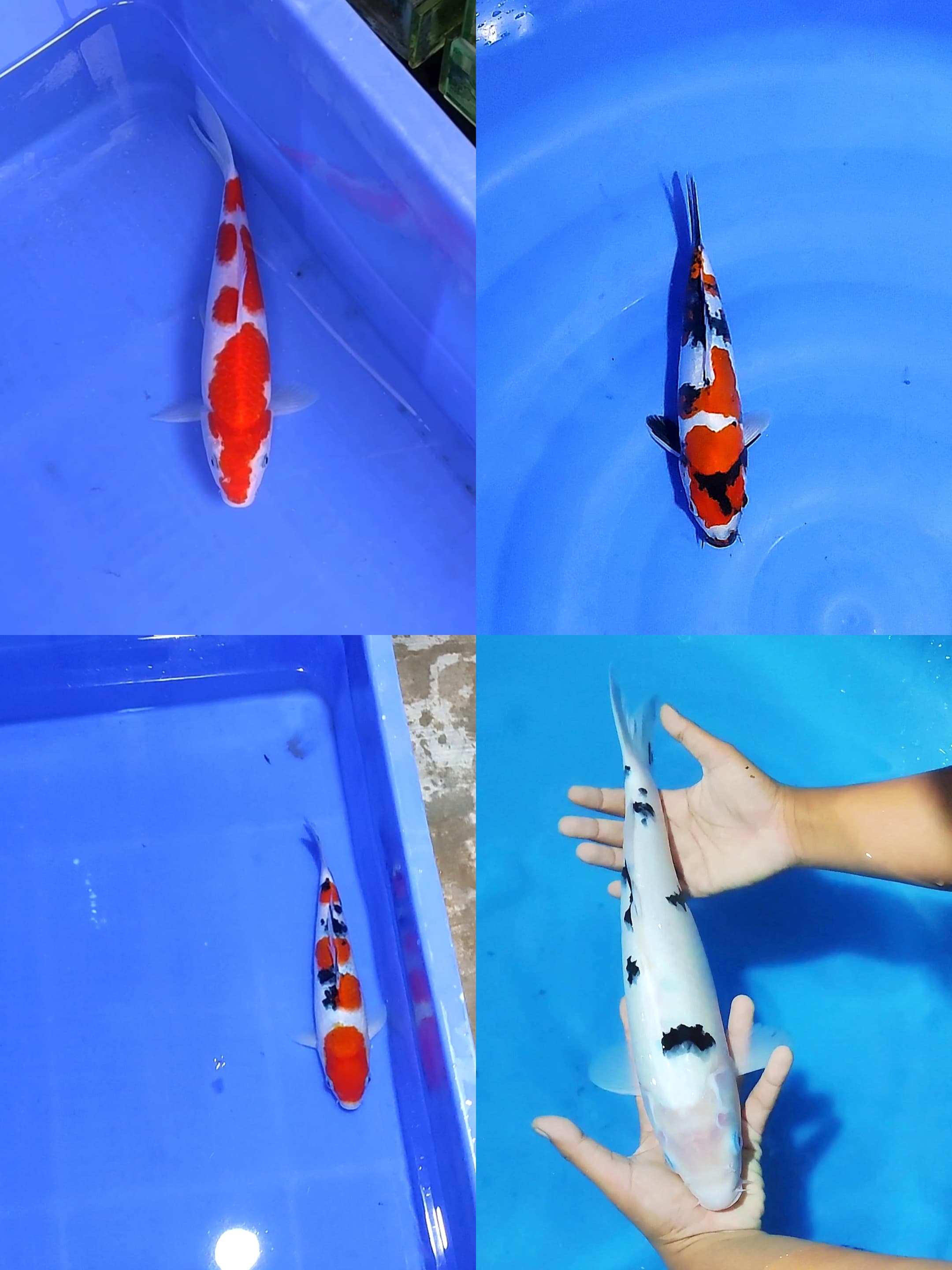 Lelang Koi Online, Jual Beli Ikan Koi, Pasar Koi Terbaik, Agen Lelang Koi, Penawaran Koi Berkualitas, Harga Jual Koi, Lelang Ikan Koi Import, Beli Koi Online, Jual Koi Murah, Koi Showroom, Penjual Koi Terpercaya, Lelang Koi Jakarta, Jual Koi Lokal, Koi Kualitas Unggul, Harga Terbaik Koi, Jual Koi Indukan, Lelang Ikan Hias Koi, Pasar Koi Indonesia, Beli Koi Berkualitas Tinggi, Koi Farm Terbesar, Jual Beli Koi Impor, Lelang Ikan Koi Kualitas Premium, Daftar Harga Koi Terbaru, Pusat Jual Beli Koi, Info Lelang Koi Hari Ini.