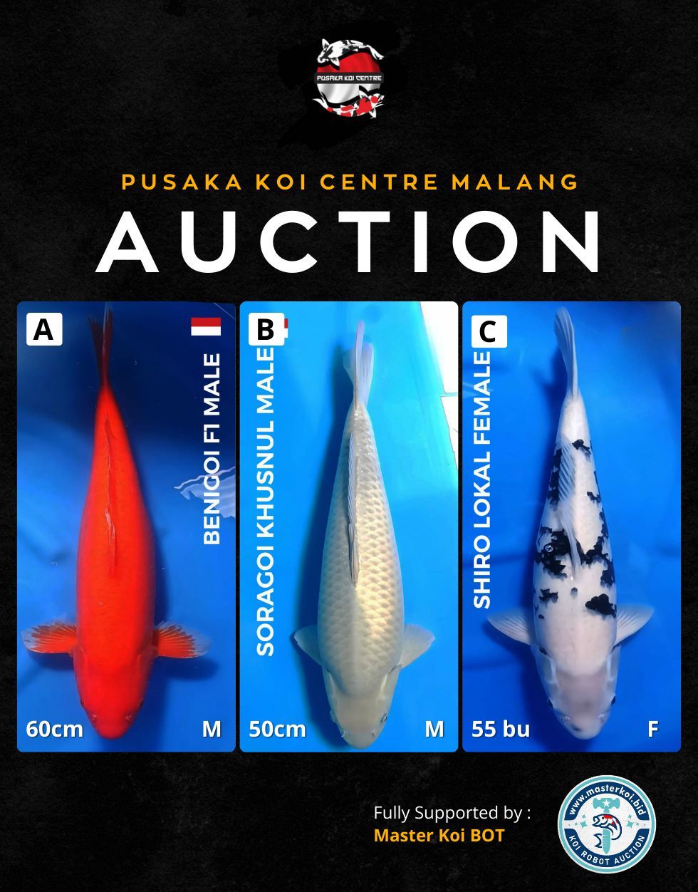 Lelang Koi Online, Jual Beli Ikan Koi, Pasar Koi Terbaik, Agen Lelang Koi, Penawaran Koi Berkualitas, Harga Jual Koi, Lelang Ikan Koi Import, Beli Koi Online, Jual Koi Murah, Koi Showroom, Penjual Koi Terpercaya, Lelang Koi Jakarta, Jual Koi Lokal, Koi Kualitas Unggul, Harga Terbaik Koi, Jual Koi Indukan, Lelang Ikan Hias Koi, Pasar Koi Indonesia, Beli Koi Berkualitas Tinggi, Koi Farm Terbesar, Jual Beli Koi Impor, Lelang Ikan Koi Kualitas Premium, Daftar Harga Koi Terbaru, Pusat Jual Beli Koi, Info Lelang Koi Hari Ini.