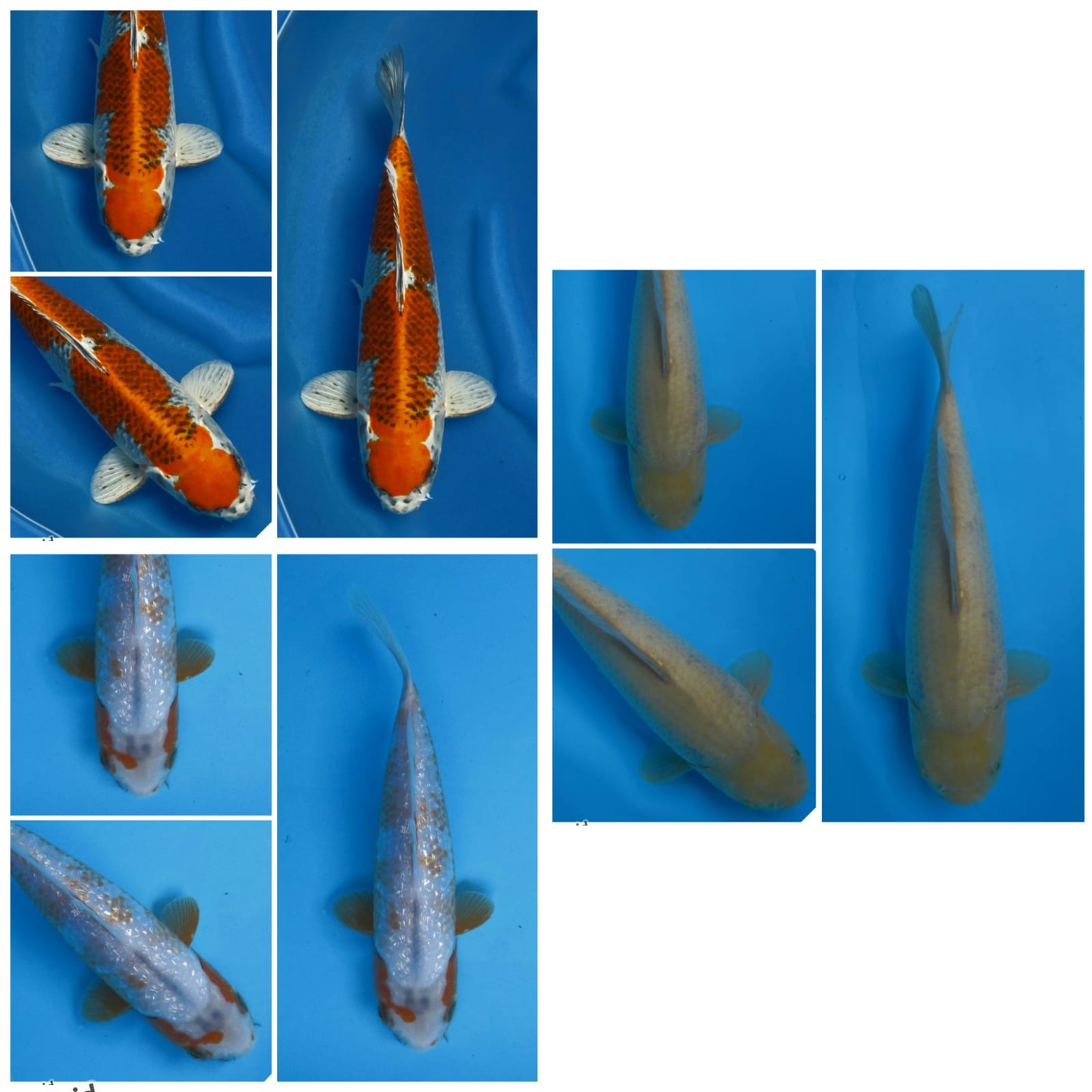 Lelang Koi Online, Jual Beli Ikan Koi, Pasar Koi Terbaik, Agen Lelang Koi, Penawaran Koi Berkualitas, Harga Jual Koi, Lelang Ikan Koi Import, Beli Koi Online, Jual Koi Murah, Koi Showroom, Penjual Koi Terpercaya, Lelang Koi Jakarta, Jual Koi Lokal, Koi Kualitas Unggul, Harga Terbaik Koi, Jual Koi Indukan, Lelang Ikan Hias Koi, Pasar Koi Indonesia, Beli Koi Berkualitas Tinggi, Koi Farm Terbesar, Jual Beli Koi Impor, Lelang Ikan Koi Kualitas Premium, Daftar Harga Koi Terbaru, Pusat Jual Beli Koi, Info Lelang Koi Hari Ini.