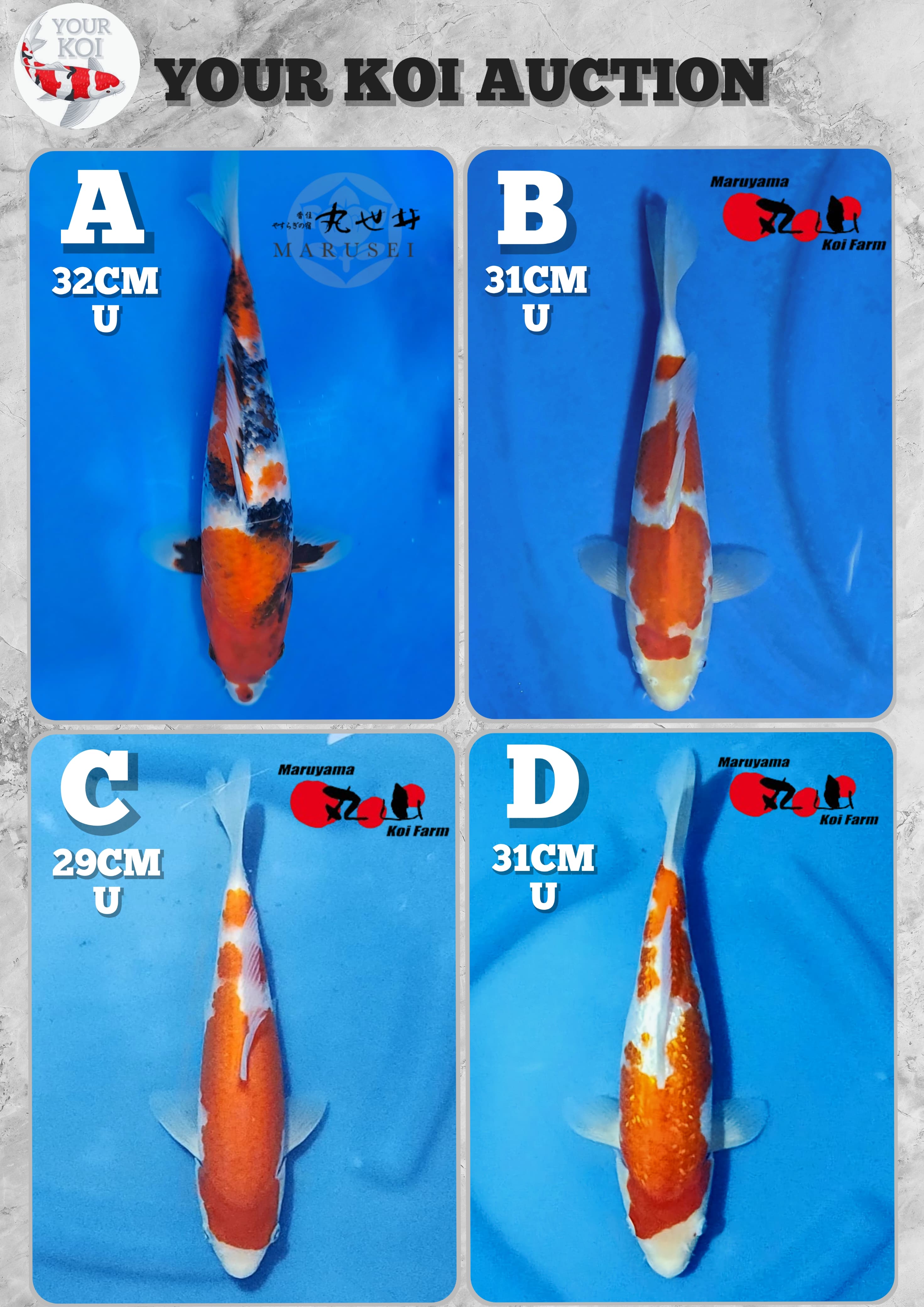 Lelang Koi Online, Jual Beli Ikan Koi, Pasar Koi Terbaik, Agen Lelang Koi, Penawaran Koi Berkualitas, Harga Jual Koi, Lelang Ikan Koi Import, Beli Koi Online, Jual Koi Murah, Koi Showroom, Penjual Koi Terpercaya, Lelang Koi Jakarta, Jual Koi Lokal, Koi Kualitas Unggul, Harga Terbaik Koi, Jual Koi Indukan, Lelang Ikan Hias Koi, Pasar Koi Indonesia, Beli Koi Berkualitas Tinggi, Koi Farm Terbesar, Jual Beli Koi Impor, Lelang Ikan Koi Kualitas Premium, Daftar Harga Koi Terbaru, Pusat Jual Beli Koi, Info Lelang Koi Hari Ini.