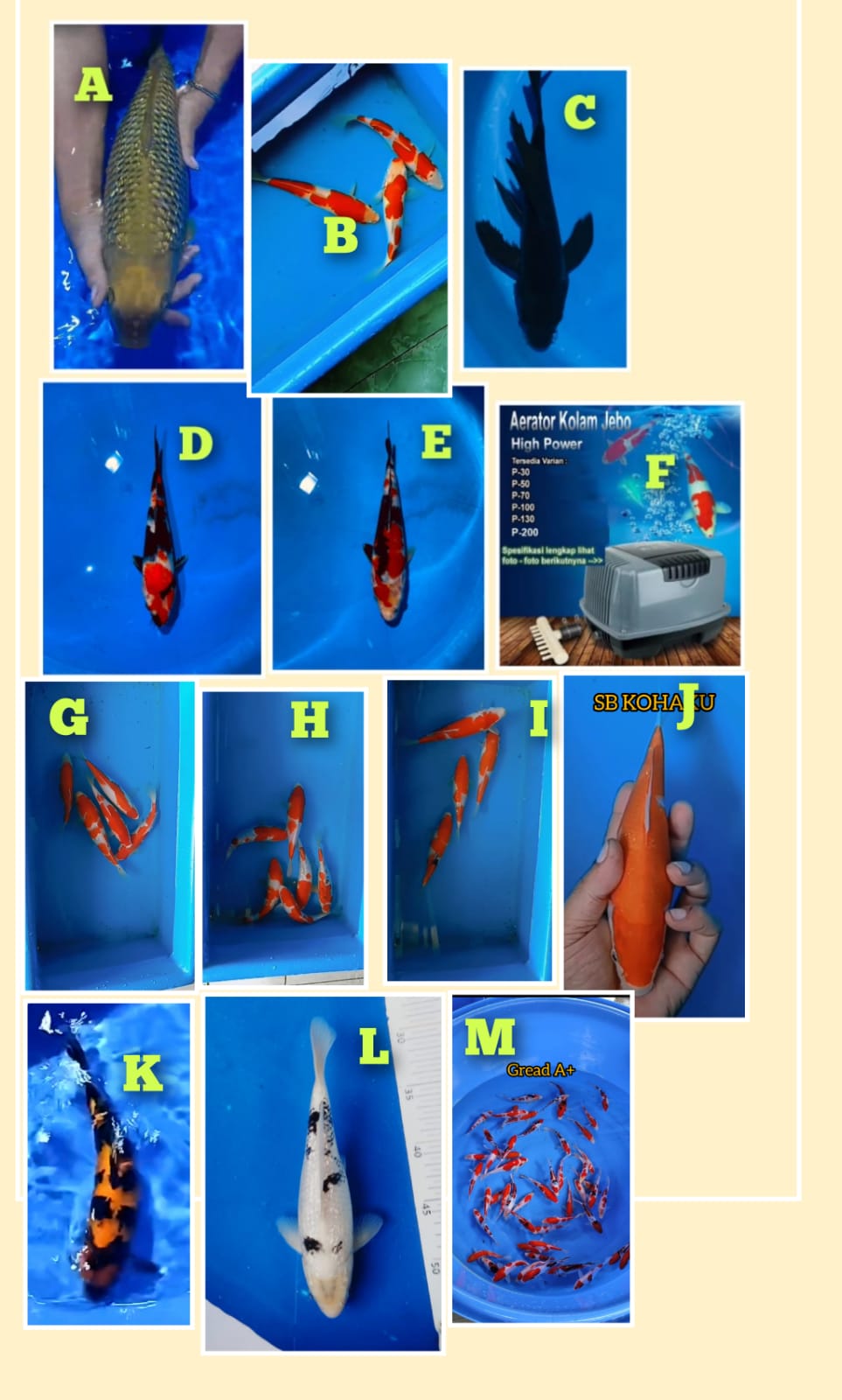 Lelang Koi Online, Jual Beli Ikan Koi, Pasar Koi Terbaik, Agen Lelang Koi, Penawaran Koi Berkualitas, Harga Jual Koi, Lelang Ikan Koi Import, Beli Koi Online, Jual Koi Murah, Koi Showroom, Penjual Koi Terpercaya, Lelang Koi Jakarta, Jual Koi Lokal, Koi Kualitas Unggul, Harga Terbaik Koi, Jual Koi Indukan, Lelang Ikan Hias Koi, Pasar Koi Indonesia, Beli Koi Berkualitas Tinggi, Koi Farm Terbesar, Jual Beli Koi Impor, Lelang Ikan Koi Kualitas Premium, Daftar Harga Koi Terbaru, Pusat Jual Beli Koi, Info Lelang Koi Hari Ini.