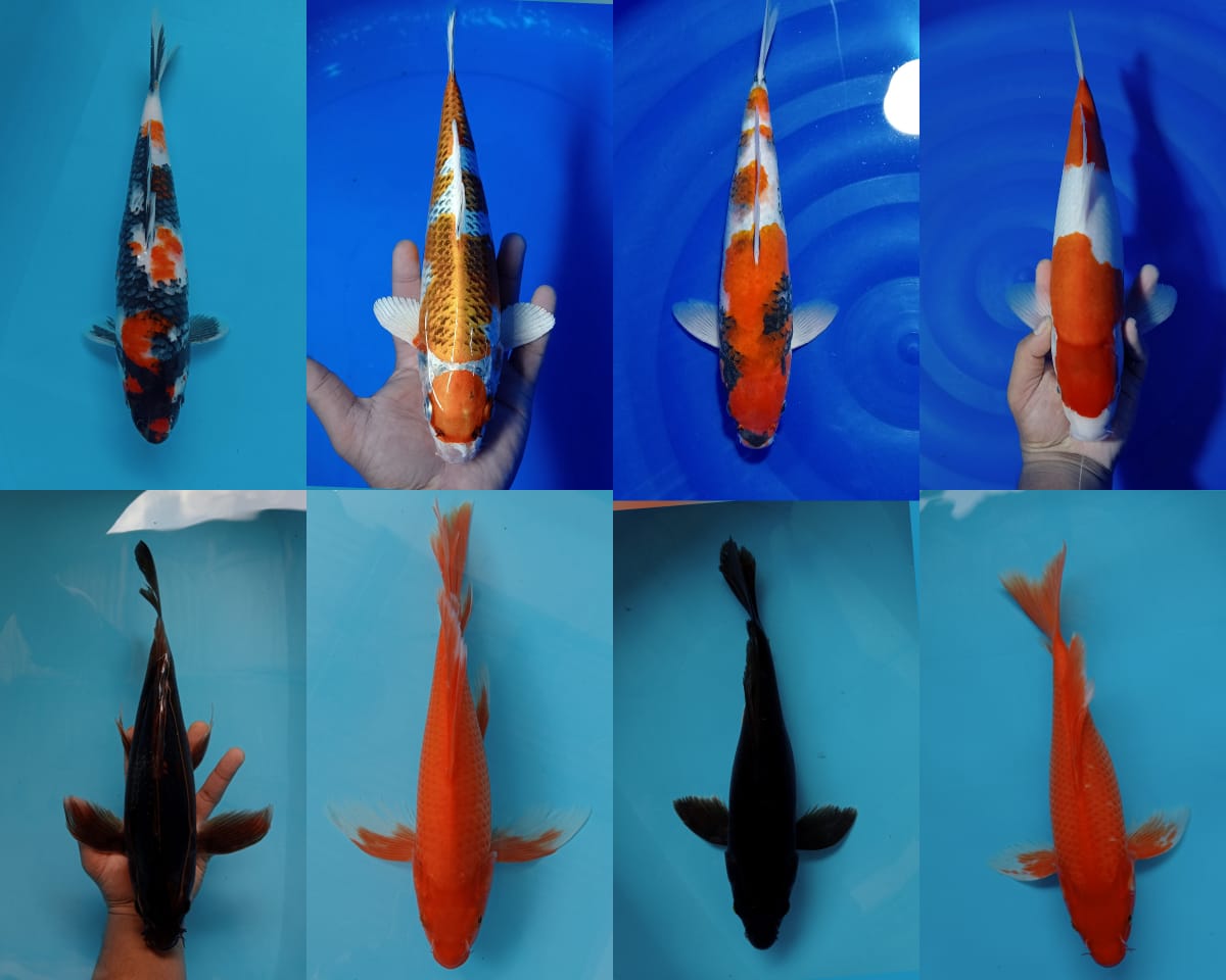 Lelang Koi Online, Jual Beli Ikan Koi, Pasar Koi Terbaik, Agen Lelang Koi, Penawaran Koi Berkualitas, Harga Jual Koi, Lelang Ikan Koi Import, Beli Koi Online, Jual Koi Murah, Koi Showroom, Penjual Koi Terpercaya, Lelang Koi Jakarta, Jual Koi Lokal, Koi Kualitas Unggul, Harga Terbaik Koi, Jual Koi Indukan, Lelang Ikan Hias Koi, Pasar Koi Indonesia, Beli Koi Berkualitas Tinggi, Koi Farm Terbesar, Jual Beli Koi Impor, Lelang Ikan Koi Kualitas Premium, Daftar Harga Koi Terbaru, Pusat Jual Beli Koi, Info Lelang Koi Hari Ini.