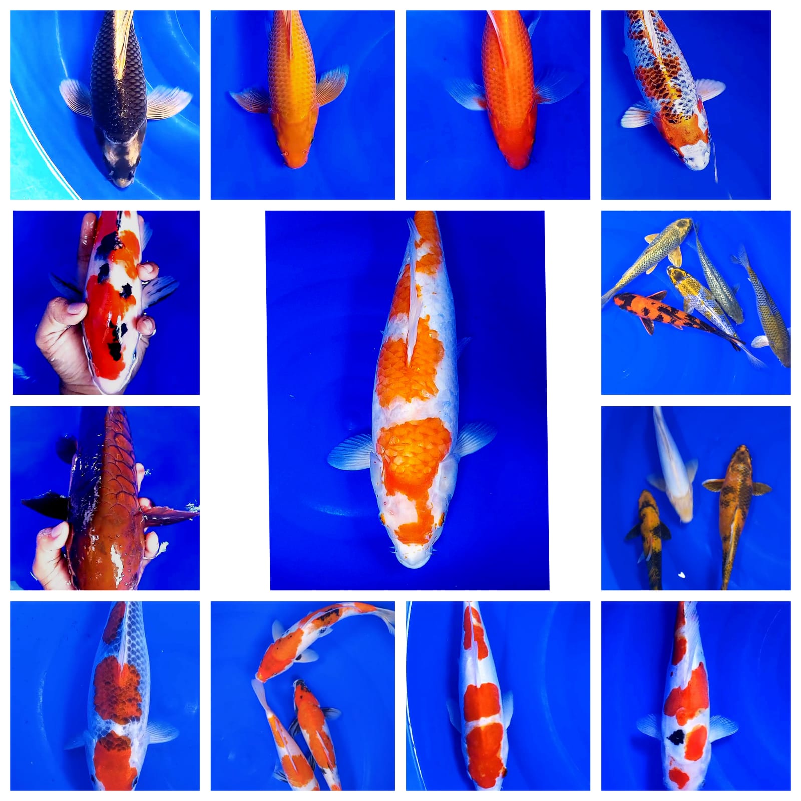 Lelang Koi Online, Jual Beli Ikan Koi, Pasar Koi Terbaik, Agen Lelang Koi, Penawaran Koi Berkualitas, Harga Jual Koi, Lelang Ikan Koi Import, Beli Koi Online, Jual Koi Murah, Koi Showroom, Penjual Koi Terpercaya, Lelang Koi Jakarta, Jual Koi Lokal, Koi Kualitas Unggul, Harga Terbaik Koi, Jual Koi Indukan, Lelang Ikan Hias Koi, Pasar Koi Indonesia, Beli Koi Berkualitas Tinggi, Koi Farm Terbesar, Jual Beli Koi Impor, Lelang Ikan Koi Kualitas Premium, Daftar Harga Koi Terbaru, Pusat Jual Beli Koi, Info Lelang Koi Hari Ini.