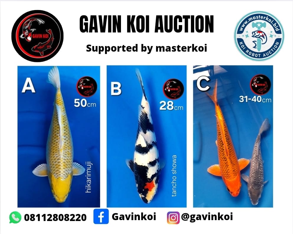 Lelang Koi Online, Jual Beli Ikan Koi, Pasar Koi Terbaik, Agen Lelang Koi, Penawaran Koi Berkualitas, Harga Jual Koi, Lelang Ikan Koi Import, Beli Koi Online, Jual Koi Murah, Koi Showroom, Penjual Koi Terpercaya, Lelang Koi Jakarta, Jual Koi Lokal, Koi Kualitas Unggul, Harga Terbaik Koi, Jual Koi Indukan, Lelang Ikan Hias Koi, Pasar Koi Indonesia, Beli Koi Berkualitas Tinggi, Koi Farm Terbesar, Jual Beli Koi Impor, Lelang Ikan Koi Kualitas Premium, Daftar Harga Koi Terbaru, Pusat Jual Beli Koi, Info Lelang Koi Hari Ini.