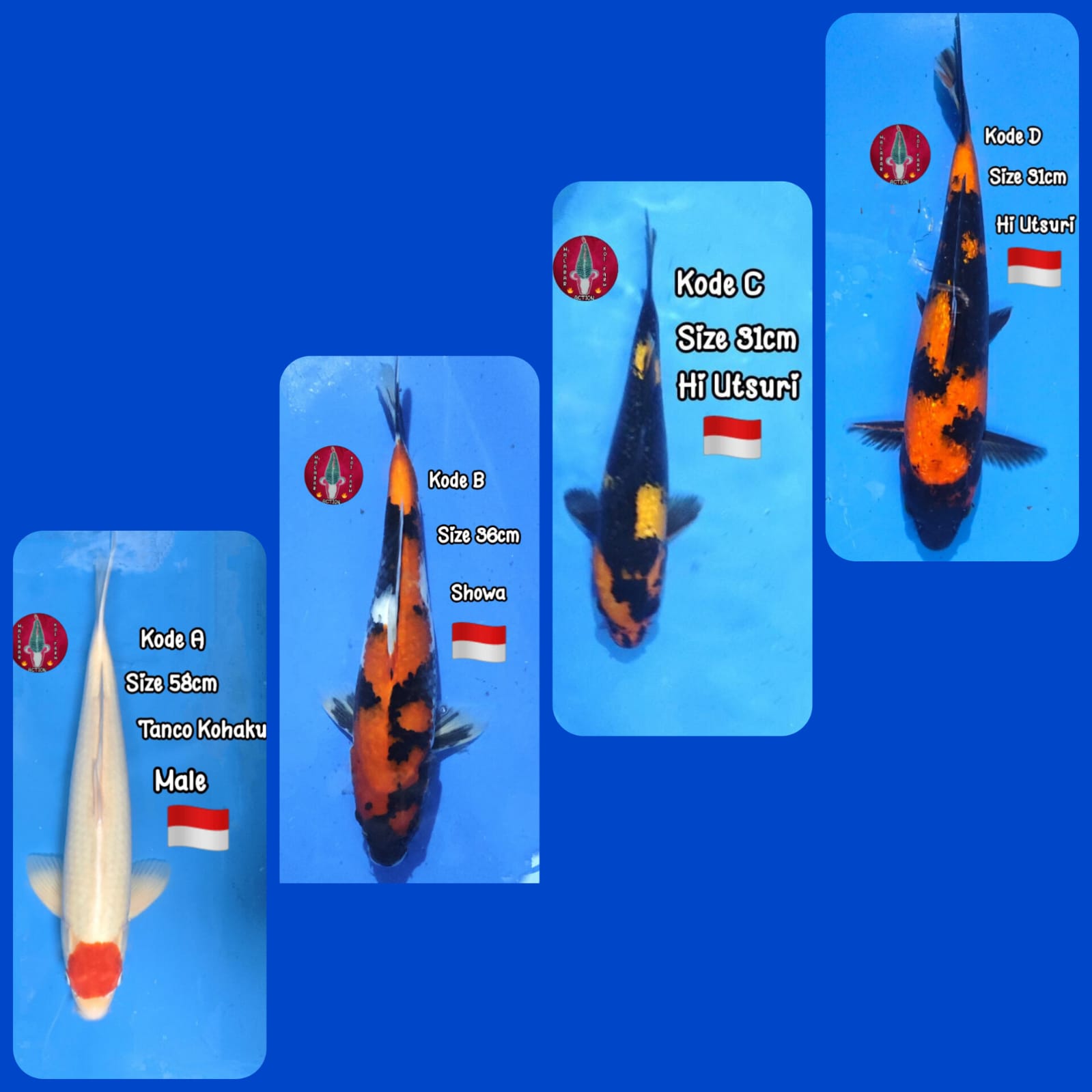 Lelang Koi Online, Jual Beli Ikan Koi, Pasar Koi Terbaik, Agen Lelang Koi, Penawaran Koi Berkualitas, Harga Jual Koi, Lelang Ikan Koi Import, Beli Koi Online, Jual Koi Murah, Koi Showroom, Penjual Koi Terpercaya, Lelang Koi Jakarta, Jual Koi Lokal, Koi Kualitas Unggul, Harga Terbaik Koi, Jual Koi Indukan, Lelang Ikan Hias Koi, Pasar Koi Indonesia, Beli Koi Berkualitas Tinggi, Koi Farm Terbesar, Jual Beli Koi Impor, Lelang Ikan Koi Kualitas Premium, Daftar Harga Koi Terbaru, Pusat Jual Beli Koi, Info Lelang Koi Hari Ini.