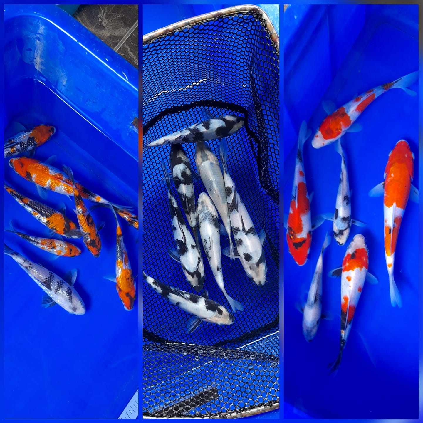 Lelang Koi Online, Jual Beli Ikan Koi, Pasar Koi Terbaik, Agen Lelang Koi, Penawaran Koi Berkualitas, Harga Jual Koi, Lelang Ikan Koi Import, Beli Koi Online, Jual Koi Murah, Koi Showroom, Penjual Koi Terpercaya, Lelang Koi Jakarta, Jual Koi Lokal, Koi Kualitas Unggul, Harga Terbaik Koi, Jual Koi Indukan, Lelang Ikan Hias Koi, Pasar Koi Indonesia, Beli Koi Berkualitas Tinggi, Koi Farm Terbesar, Jual Beli Koi Impor, Lelang Ikan Koi Kualitas Premium, Daftar Harga Koi Terbaru, Pusat Jual Beli Koi, Info Lelang Koi Hari Ini.