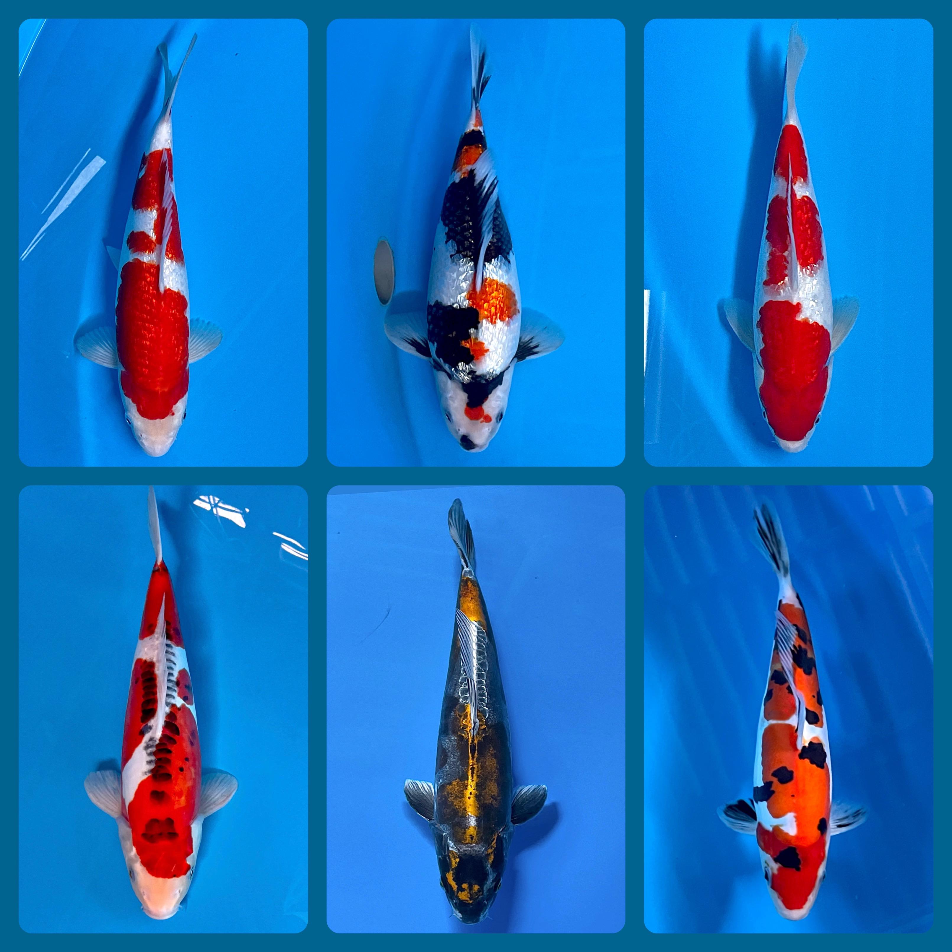 Lelang Koi Online, Jual Beli Ikan Koi, Pasar Koi Terbaik, Agen Lelang Koi, Penawaran Koi Berkualitas, Harga Jual Koi, Lelang Ikan Koi Import, Beli Koi Online, Jual Koi Murah, Koi Showroom, Penjual Koi Terpercaya, Lelang Koi Jakarta, Jual Koi Lokal, Koi Kualitas Unggul, Harga Terbaik Koi, Jual Koi Indukan, Lelang Ikan Hias Koi, Pasar Koi Indonesia, Beli Koi Berkualitas Tinggi, Koi Farm Terbesar, Jual Beli Koi Impor, Lelang Ikan Koi Kualitas Premium, Daftar Harga Koi Terbaru, Pusat Jual Beli Koi, Info Lelang Koi Hari Ini.