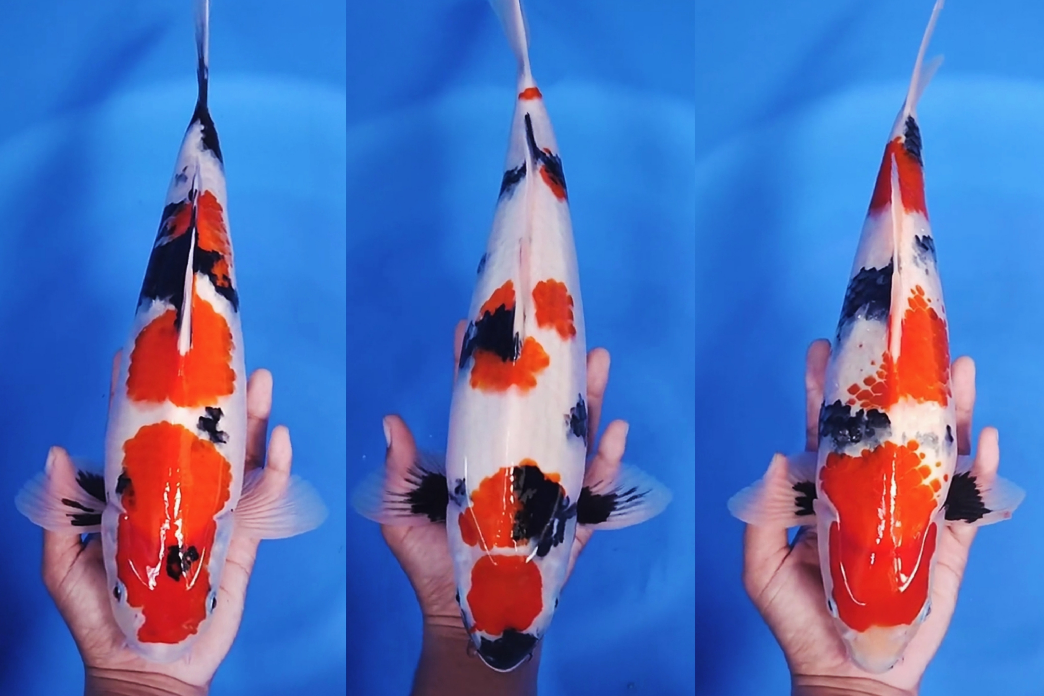 Lelang Koi Online, Jual Beli Ikan Koi, Pasar Koi Terbaik, Agen Lelang Koi, Penawaran Koi Berkualitas, Harga Jual Koi, Lelang Ikan Koi Import, Beli Koi Online, Jual Koi Murah, Koi Showroom, Penjual Koi Terpercaya, Lelang Koi Jakarta, Jual Koi Lokal, Koi Kualitas Unggul, Harga Terbaik Koi, Jual Koi Indukan, Lelang Ikan Hias Koi, Pasar Koi Indonesia, Beli Koi Berkualitas Tinggi, Koi Farm Terbesar, Jual Beli Koi Impor, Lelang Ikan Koi Kualitas Premium, Daftar Harga Koi Terbaru, Pusat Jual Beli Koi, Info Lelang Koi Hari Ini.