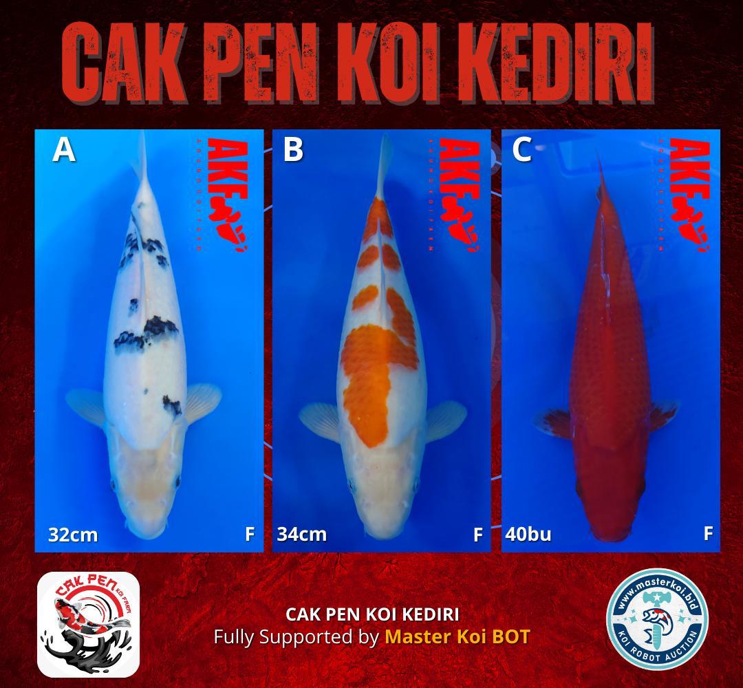 Lelang Koi Online, Jual Beli Ikan Koi, Pasar Koi Terbaik, Agen Lelang Koi, Penawaran Koi Berkualitas, Harga Jual Koi, Lelang Ikan Koi Import, Beli Koi Online, Jual Koi Murah, Koi Showroom, Penjual Koi Terpercaya, Lelang Koi Jakarta, Jual Koi Lokal, Koi Kualitas Unggul, Harga Terbaik Koi, Jual Koi Indukan, Lelang Ikan Hias Koi, Pasar Koi Indonesia, Beli Koi Berkualitas Tinggi, Koi Farm Terbesar, Jual Beli Koi Impor, Lelang Ikan Koi Kualitas Premium, Daftar Harga Koi Terbaru, Pusat Jual Beli Koi, Info Lelang Koi Hari Ini.