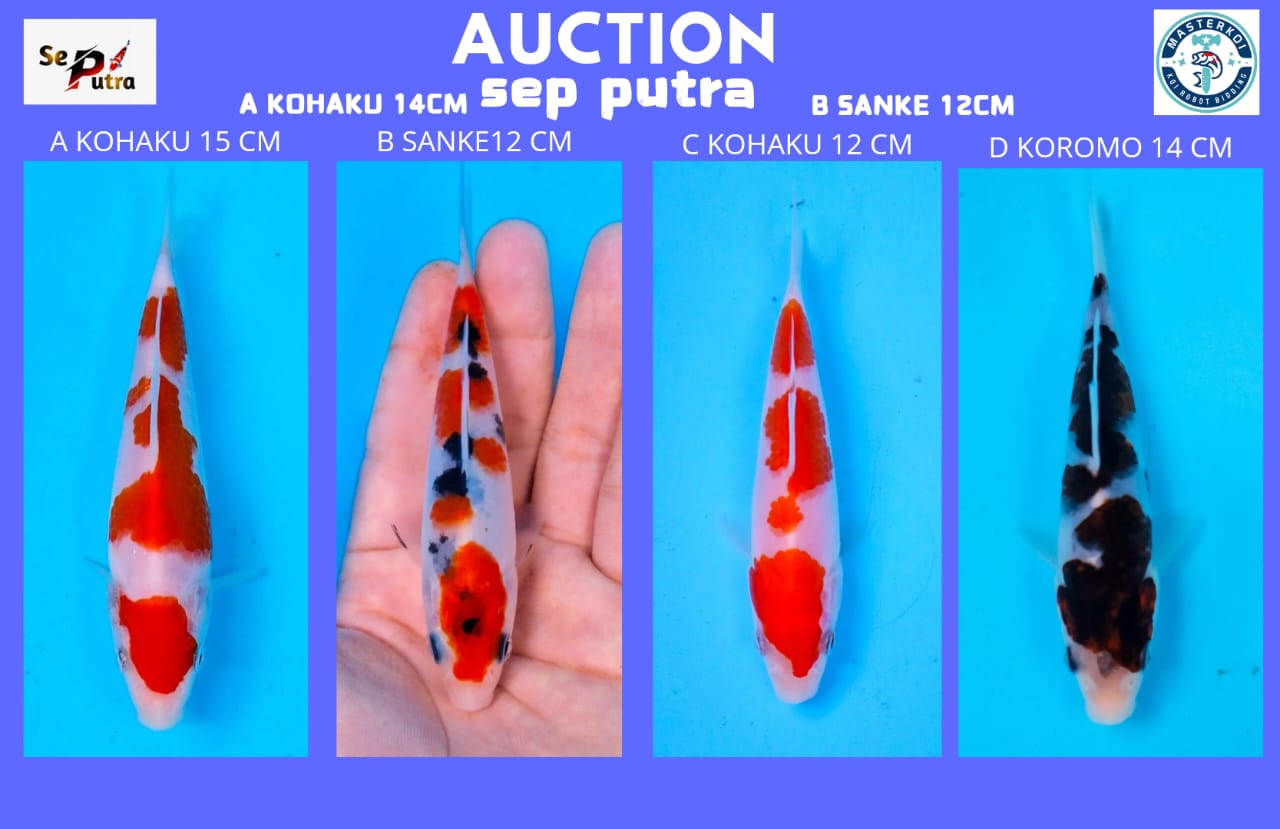 Lelang Koi Online, Jual Beli Ikan Koi, Pasar Koi Terbaik, Agen Lelang Koi, Penawaran Koi Berkualitas, Harga Jual Koi, Lelang Ikan Koi Import, Beli Koi Online, Jual Koi Murah, Koi Showroom, Penjual Koi Terpercaya, Lelang Koi Jakarta, Jual Koi Lokal, Koi Kualitas Unggul, Harga Terbaik Koi, Jual Koi Indukan, Lelang Ikan Hias Koi, Pasar Koi Indonesia, Beli Koi Berkualitas Tinggi, Koi Farm Terbesar, Jual Beli Koi Impor, Lelang Ikan Koi Kualitas Premium, Daftar Harga Koi Terbaru, Pusat Jual Beli Koi, Info Lelang Koi Hari Ini.