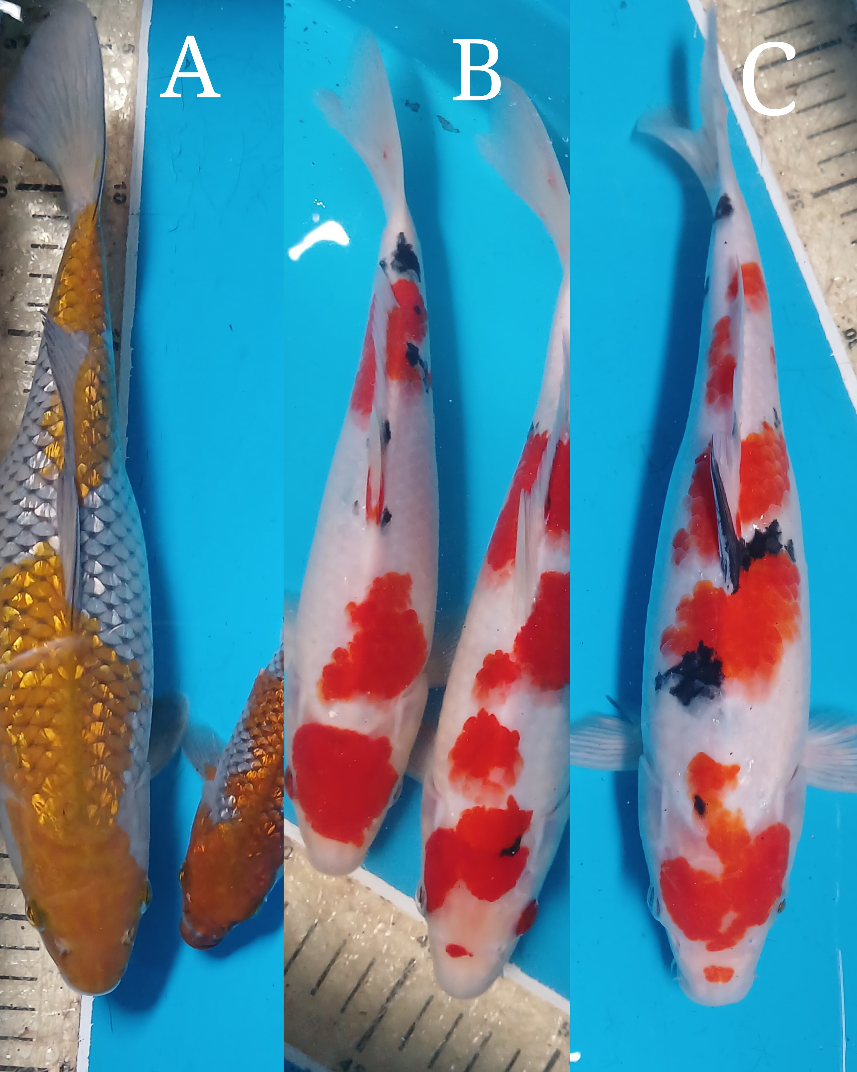 Lelang Koi Online, Jual Beli Ikan Koi, Pasar Koi Terbaik, Agen Lelang Koi, Penawaran Koi Berkualitas, Harga Jual Koi, Lelang Ikan Koi Import, Beli Koi Online, Jual Koi Murah, Koi Showroom, Penjual Koi Terpercaya, Lelang Koi Jakarta, Jual Koi Lokal, Koi Kualitas Unggul, Harga Terbaik Koi, Jual Koi Indukan, Lelang Ikan Hias Koi, Pasar Koi Indonesia, Beli Koi Berkualitas Tinggi, Koi Farm Terbesar, Jual Beli Koi Impor, Lelang Ikan Koi Kualitas Premium, Daftar Harga Koi Terbaru, Pusat Jual Beli Koi, Info Lelang Koi Hari Ini.