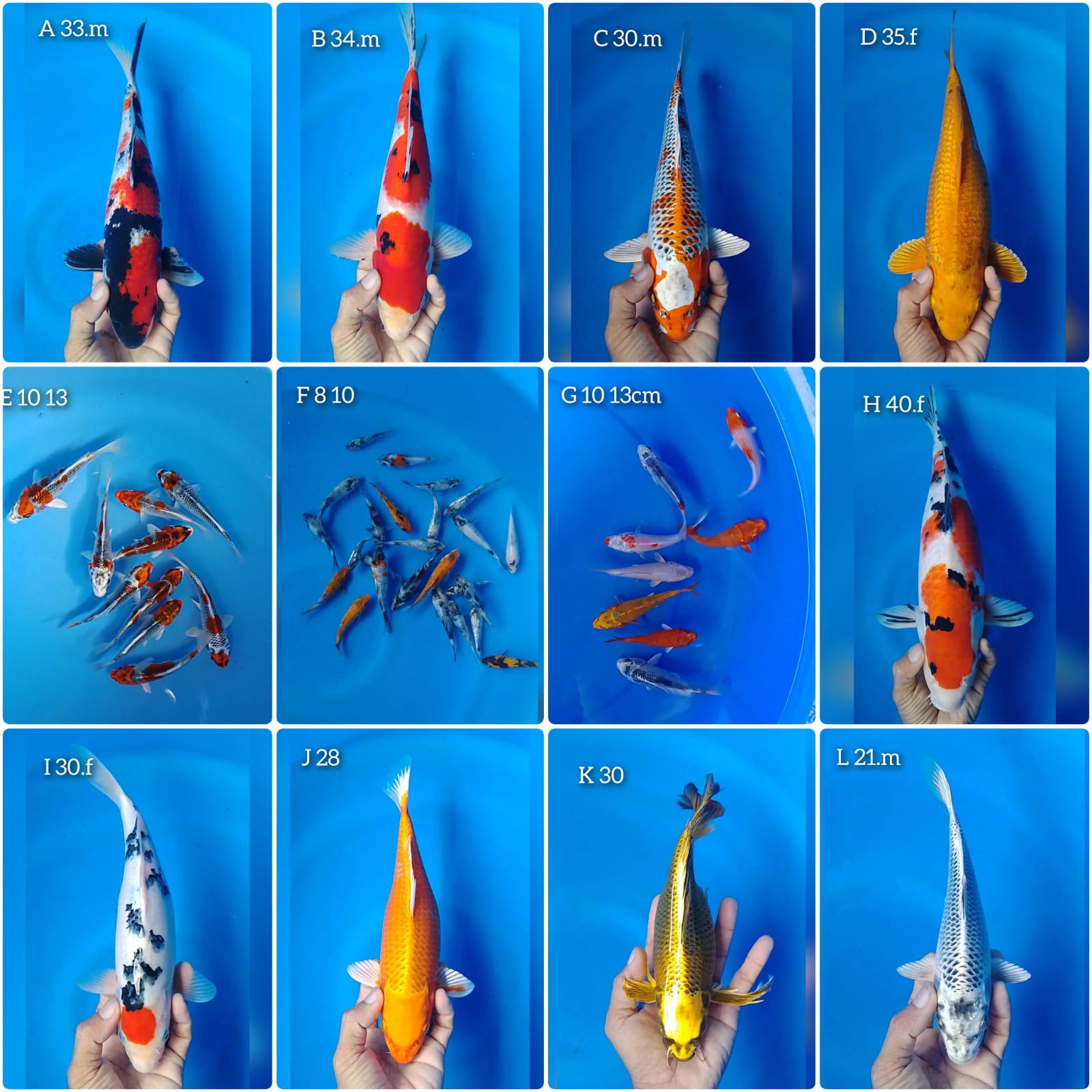 Lelang Koi Online, Jual Beli Ikan Koi, Pasar Koi Terbaik, Agen Lelang Koi, Penawaran Koi Berkualitas, Harga Jual Koi, Lelang Ikan Koi Import, Beli Koi Online, Jual Koi Murah, Koi Showroom, Penjual Koi Terpercaya, Lelang Koi Jakarta, Jual Koi Lokal, Koi Kualitas Unggul, Harga Terbaik Koi, Jual Koi Indukan, Lelang Ikan Hias Koi, Pasar Koi Indonesia, Beli Koi Berkualitas Tinggi, Koi Farm Terbesar, Jual Beli Koi Impor, Lelang Ikan Koi Kualitas Premium, Daftar Harga Koi Terbaru, Pusat Jual Beli Koi, Info Lelang Koi Hari Ini.