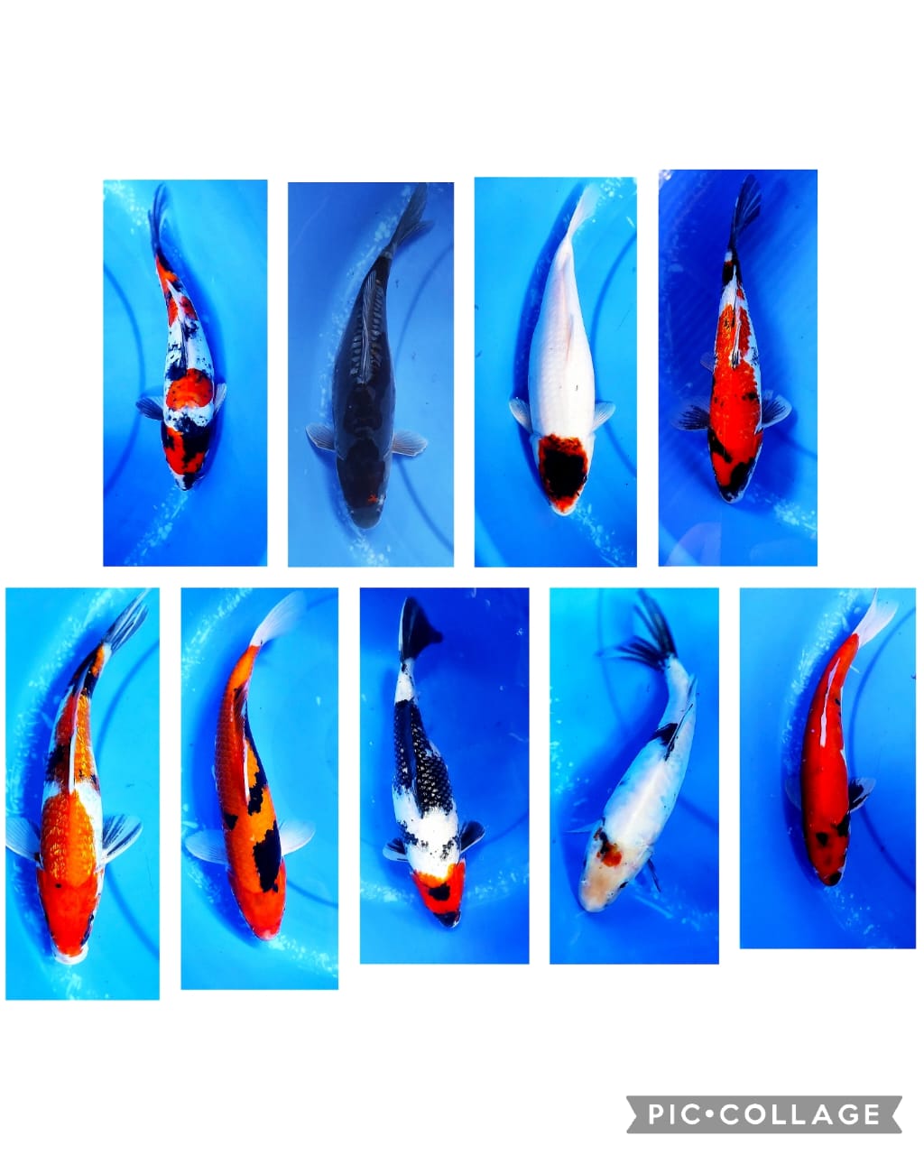 Lelang Koi Online, Jual Beli Ikan Koi, Pasar Koi Terbaik, Agen Lelang Koi, Penawaran Koi Berkualitas, Harga Jual Koi, Lelang Ikan Koi Import, Beli Koi Online, Jual Koi Murah, Koi Showroom, Penjual Koi Terpercaya, Lelang Koi Jakarta, Jual Koi Lokal, Koi Kualitas Unggul, Harga Terbaik Koi, Jual Koi Indukan, Lelang Ikan Hias Koi, Pasar Koi Indonesia, Beli Koi Berkualitas Tinggi, Koi Farm Terbesar, Jual Beli Koi Impor, Lelang Ikan Koi Kualitas Premium, Daftar Harga Koi Terbaru, Pusat Jual Beli Koi, Info Lelang Koi Hari Ini.