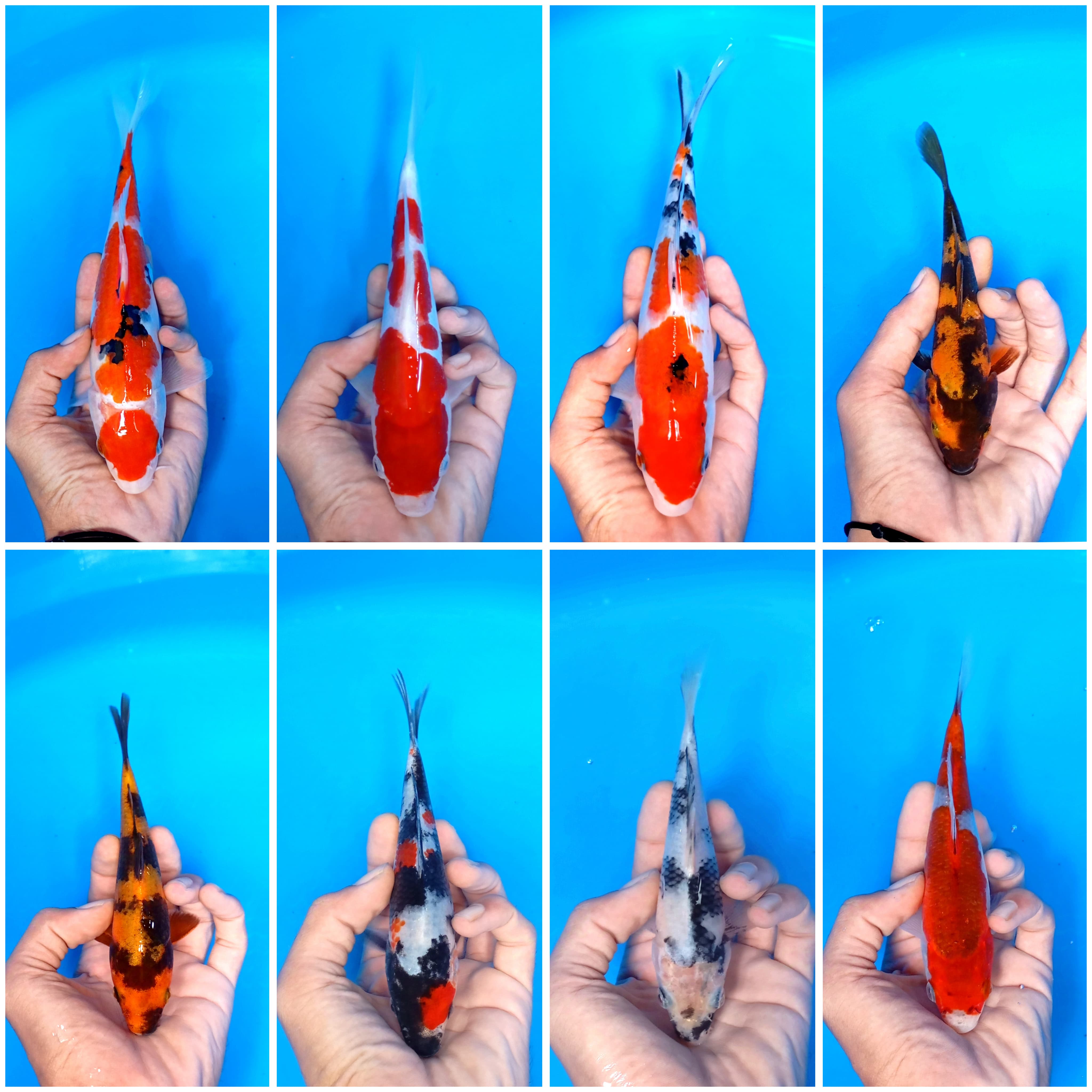 Lelang Koi Online, Jual Beli Ikan Koi, Pasar Koi Terbaik, Agen Lelang Koi, Penawaran Koi Berkualitas, Harga Jual Koi, Lelang Ikan Koi Import, Beli Koi Online, Jual Koi Murah, Koi Showroom, Penjual Koi Terpercaya, Lelang Koi Jakarta, Jual Koi Lokal, Koi Kualitas Unggul, Harga Terbaik Koi, Jual Koi Indukan, Lelang Ikan Hias Koi, Pasar Koi Indonesia, Beli Koi Berkualitas Tinggi, Koi Farm Terbesar, Jual Beli Koi Impor, Lelang Ikan Koi Kualitas Premium, Daftar Harga Koi Terbaru, Pusat Jual Beli Koi, Info Lelang Koi Hari Ini.