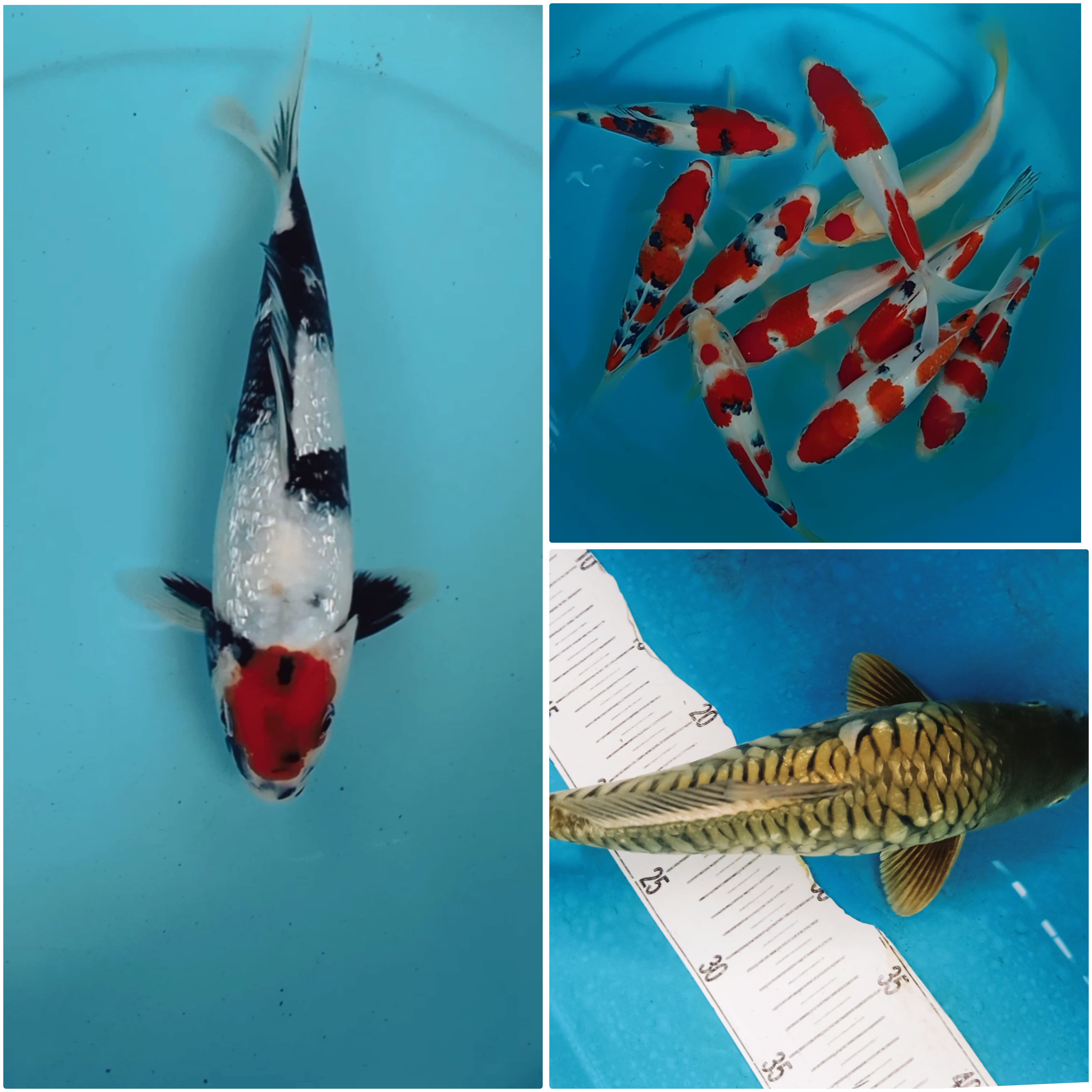 Lelang Koi Online, Jual Beli Ikan Koi, Pasar Koi Terbaik, Agen Lelang Koi, Penawaran Koi Berkualitas, Harga Jual Koi, Lelang Ikan Koi Import, Beli Koi Online, Jual Koi Murah, Koi Showroom, Penjual Koi Terpercaya, Lelang Koi Jakarta, Jual Koi Lokal, Koi Kualitas Unggul, Harga Terbaik Koi, Jual Koi Indukan, Lelang Ikan Hias Koi, Pasar Koi Indonesia, Beli Koi Berkualitas Tinggi, Koi Farm Terbesar, Jual Beli Koi Impor, Lelang Ikan Koi Kualitas Premium, Daftar Harga Koi Terbaru, Pusat Jual Beli Koi, Info Lelang Koi Hari Ini.