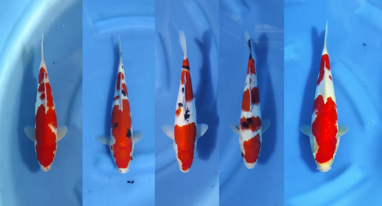 Lelang Koi Online, Jual Beli Ikan Koi, Pasar Koi Terbaik, Agen Lelang Koi, Penawaran Koi Berkualitas, Harga Jual Koi, Lelang Ikan Koi Import, Beli Koi Online, Jual Koi Murah, Koi Showroom, Penjual Koi Terpercaya, Lelang Koi Jakarta, Jual Koi Lokal, Koi Kualitas Unggul, Harga Terbaik Koi, Jual Koi Indukan, Lelang Ikan Hias Koi, Pasar Koi Indonesia, Beli Koi Berkualitas Tinggi, Koi Farm Terbesar, Jual Beli Koi Impor, Lelang Ikan Koi Kualitas Premium, Daftar Harga Koi Terbaru, Pusat Jual Beli Koi, Info Lelang Koi Hari Ini.