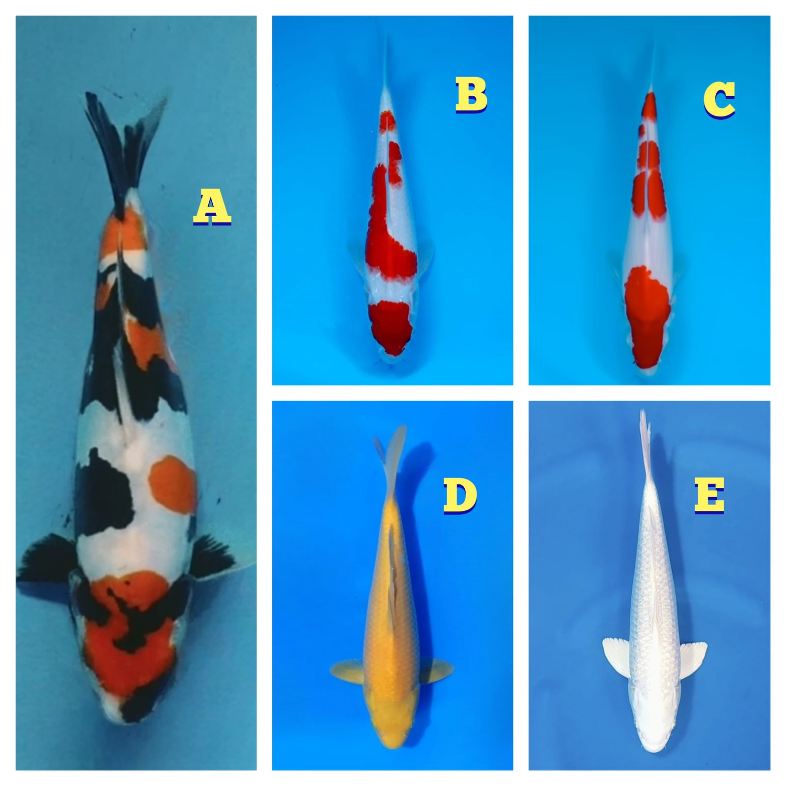 Lelang Koi Online, Jual Beli Ikan Koi, Pasar Koi Terbaik, Agen Lelang Koi, Penawaran Koi Berkualitas, Harga Jual Koi, Lelang Ikan Koi Import, Beli Koi Online, Jual Koi Murah, Koi Showroom, Penjual Koi Terpercaya, Lelang Koi Jakarta, Jual Koi Lokal, Koi Kualitas Unggul, Harga Terbaik Koi, Jual Koi Indukan, Lelang Ikan Hias Koi, Pasar Koi Indonesia, Beli Koi Berkualitas Tinggi, Koi Farm Terbesar, Jual Beli Koi Impor, Lelang Ikan Koi Kualitas Premium, Daftar Harga Koi Terbaru, Pusat Jual Beli Koi, Info Lelang Koi Hari Ini.