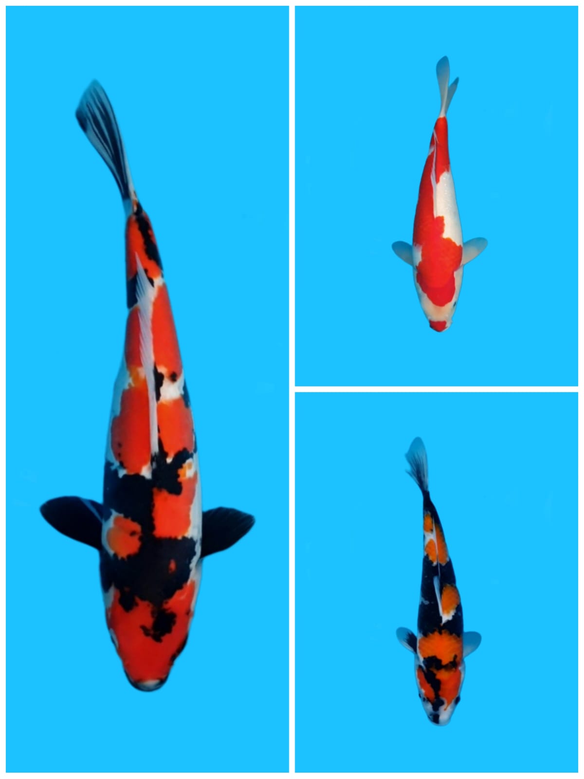 Lelang Koi Online, Jual Beli Ikan Koi, Pasar Koi Terbaik, Agen Lelang Koi, Penawaran Koi Berkualitas, Harga Jual Koi, Lelang Ikan Koi Import, Beli Koi Online, Jual Koi Murah, Koi Showroom, Penjual Koi Terpercaya, Lelang Koi Jakarta, Jual Koi Lokal, Koi Kualitas Unggul, Harga Terbaik Koi, Jual Koi Indukan, Lelang Ikan Hias Koi, Pasar Koi Indonesia, Beli Koi Berkualitas Tinggi, Koi Farm Terbesar, Jual Beli Koi Impor, Lelang Ikan Koi Kualitas Premium, Daftar Harga Koi Terbaru, Pusat Jual Beli Koi, Info Lelang Koi Hari Ini.