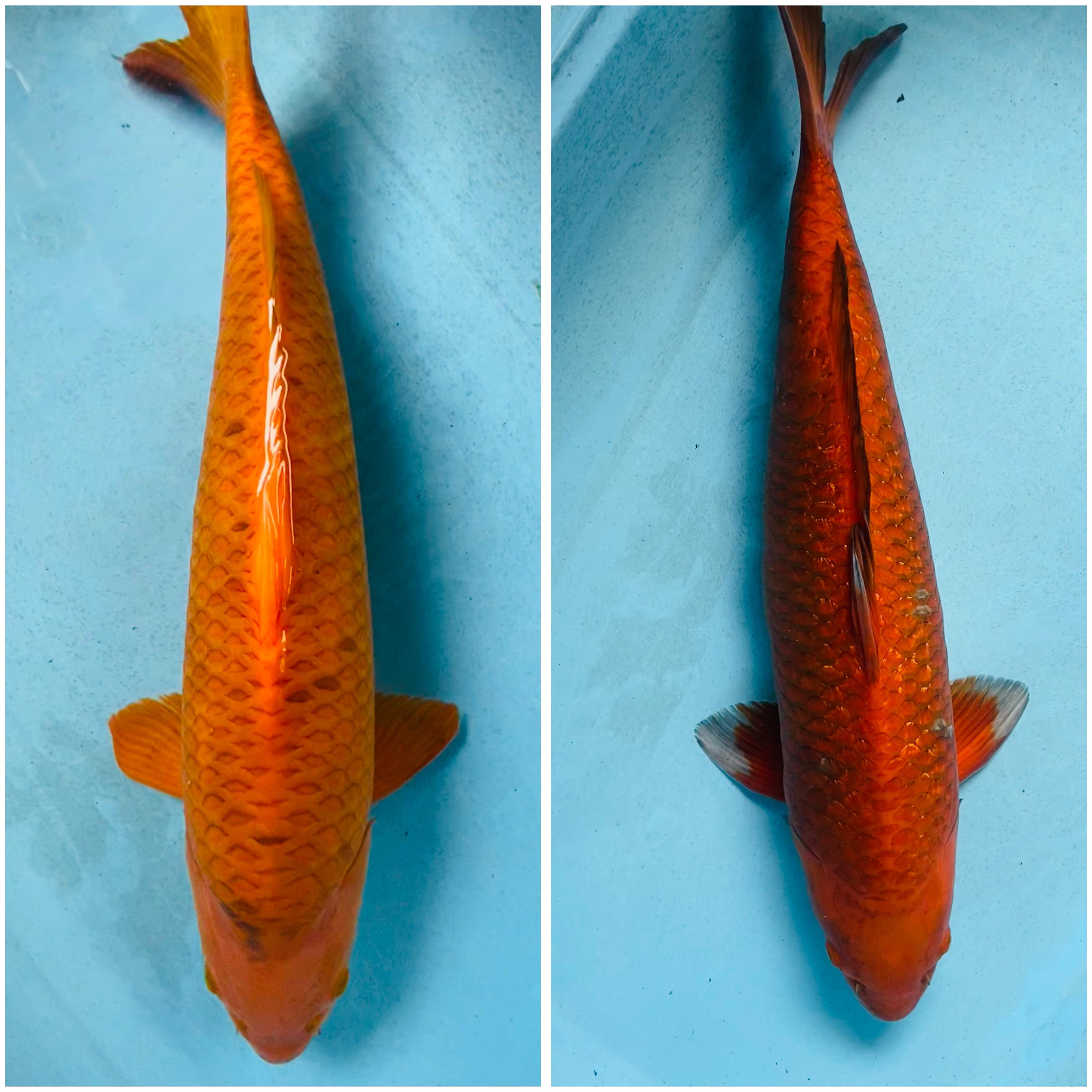 Lelang Koi Online, Jual Beli Ikan Koi, Pasar Koi Terbaik, Agen Lelang Koi, Penawaran Koi Berkualitas, Harga Jual Koi, Lelang Ikan Koi Import, Beli Koi Online, Jual Koi Murah, Koi Showroom, Penjual Koi Terpercaya, Lelang Koi Jakarta, Jual Koi Lokal, Koi Kualitas Unggul, Harga Terbaik Koi, Jual Koi Indukan, Lelang Ikan Hias Koi, Pasar Koi Indonesia, Beli Koi Berkualitas Tinggi, Koi Farm Terbesar, Jual Beli Koi Impor, Lelang Ikan Koi Kualitas Premium, Daftar Harga Koi Terbaru, Pusat Jual Beli Koi, Info Lelang Koi Hari Ini.