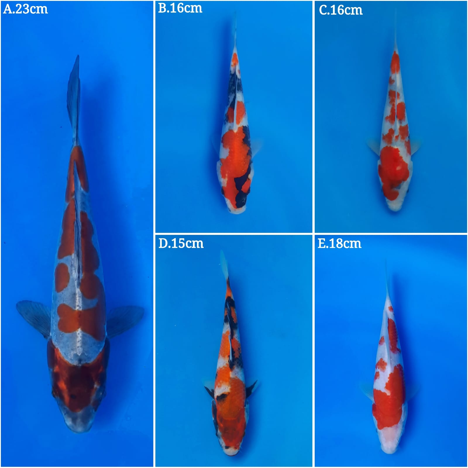 Lelang Koi Online, Jual Beli Ikan Koi, Pasar Koi Terbaik, Agen Lelang Koi, Penawaran Koi Berkualitas, Harga Jual Koi, Lelang Ikan Koi Import, Beli Koi Online, Jual Koi Murah, Koi Showroom, Penjual Koi Terpercaya, Lelang Koi Jakarta, Jual Koi Lokal, Koi Kualitas Unggul, Harga Terbaik Koi, Jual Koi Indukan, Lelang Ikan Hias Koi, Pasar Koi Indonesia, Beli Koi Berkualitas Tinggi, Koi Farm Terbesar, Jual Beli Koi Impor, Lelang Ikan Koi Kualitas Premium, Daftar Harga Koi Terbaru, Pusat Jual Beli Koi, Info Lelang Koi Hari Ini.