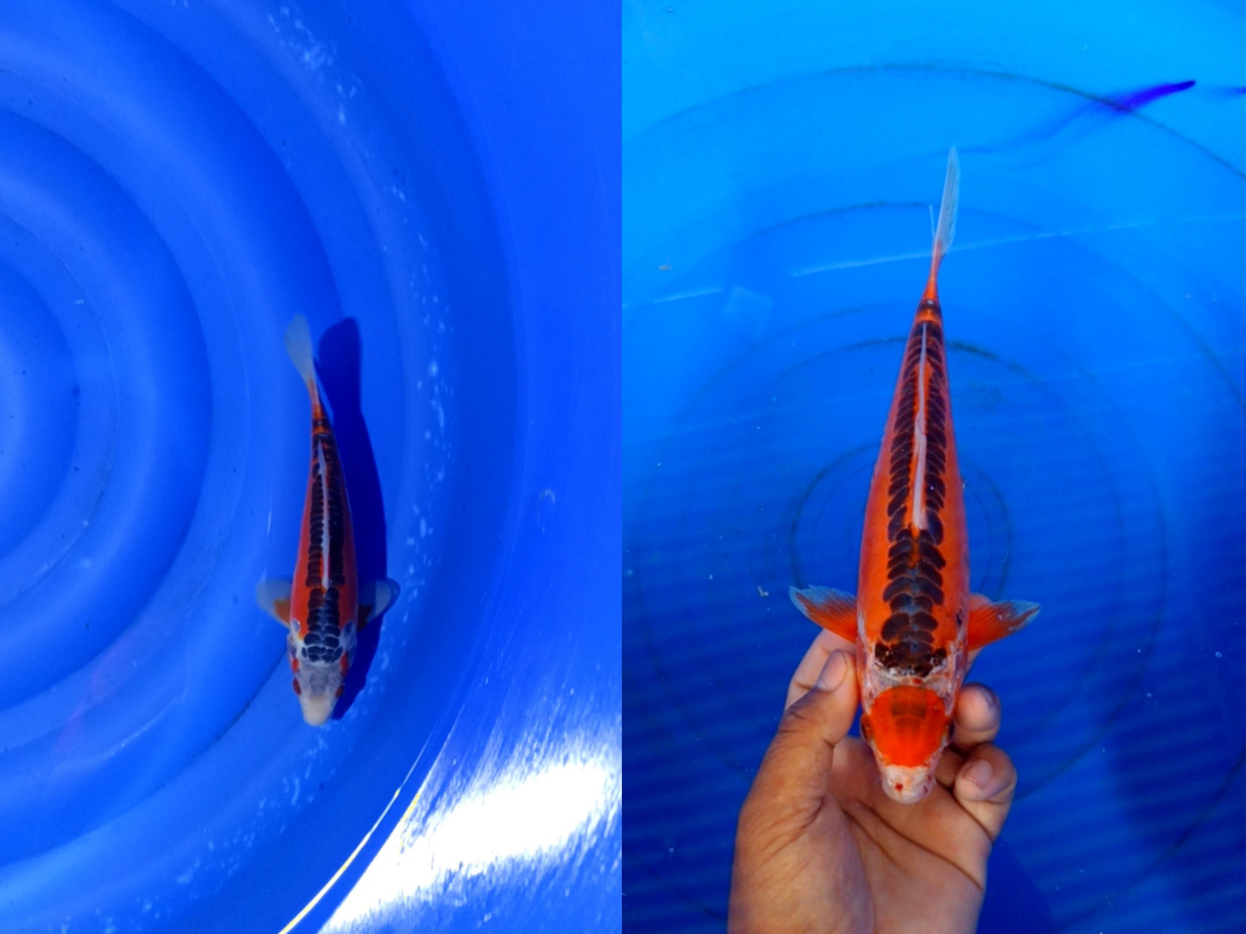 Lelang Koi Online, Jual Beli Ikan Koi, Pasar Koi Terbaik, Agen Lelang Koi, Penawaran Koi Berkualitas, Harga Jual Koi, Lelang Ikan Koi Import, Beli Koi Online, Jual Koi Murah, Koi Showroom, Penjual Koi Terpercaya, Lelang Koi Jakarta, Jual Koi Lokal, Koi Kualitas Unggul, Harga Terbaik Koi, Jual Koi Indukan, Lelang Ikan Hias Koi, Pasar Koi Indonesia, Beli Koi Berkualitas Tinggi, Koi Farm Terbesar, Jual Beli Koi Impor, Lelang Ikan Koi Kualitas Premium, Daftar Harga Koi Terbaru, Pusat Jual Beli Koi, Info Lelang Koi Hari Ini.