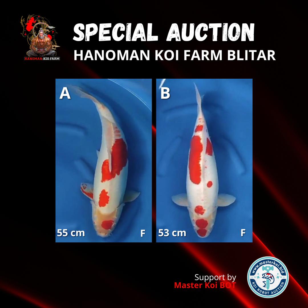 Lelang Koi Online, Jual Beli Ikan Koi, Pasar Koi Terbaik, Agen Lelang Koi, Penawaran Koi Berkualitas, Harga Jual Koi, Lelang Ikan Koi Import, Beli Koi Online, Jual Koi Murah, Koi Showroom, Penjual Koi Terpercaya, Lelang Koi Jakarta, Jual Koi Lokal, Koi Kualitas Unggul, Harga Terbaik Koi, Jual Koi Indukan, Lelang Ikan Hias Koi, Pasar Koi Indonesia, Beli Koi Berkualitas Tinggi, Koi Farm Terbesar, Jual Beli Koi Impor, Lelang Ikan Koi Kualitas Premium, Daftar Harga Koi Terbaru, Pusat Jual Beli Koi, Info Lelang Koi Hari Ini.