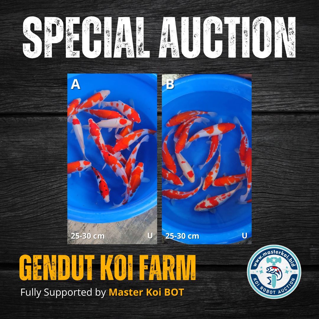 Lelang Koi Online, Jual Beli Ikan Koi, Pasar Koi Terbaik, Agen Lelang Koi, Penawaran Koi Berkualitas, Harga Jual Koi, Lelang Ikan Koi Import, Beli Koi Online, Jual Koi Murah, Koi Showroom, Penjual Koi Terpercaya, Lelang Koi Jakarta, Jual Koi Lokal, Koi Kualitas Unggul, Harga Terbaik Koi, Jual Koi Indukan, Lelang Ikan Hias Koi, Pasar Koi Indonesia, Beli Koi Berkualitas Tinggi, Koi Farm Terbesar, Jual Beli Koi Impor, Lelang Ikan Koi Kualitas Premium, Daftar Harga Koi Terbaru, Pusat Jual Beli Koi, Info Lelang Koi Hari Ini.