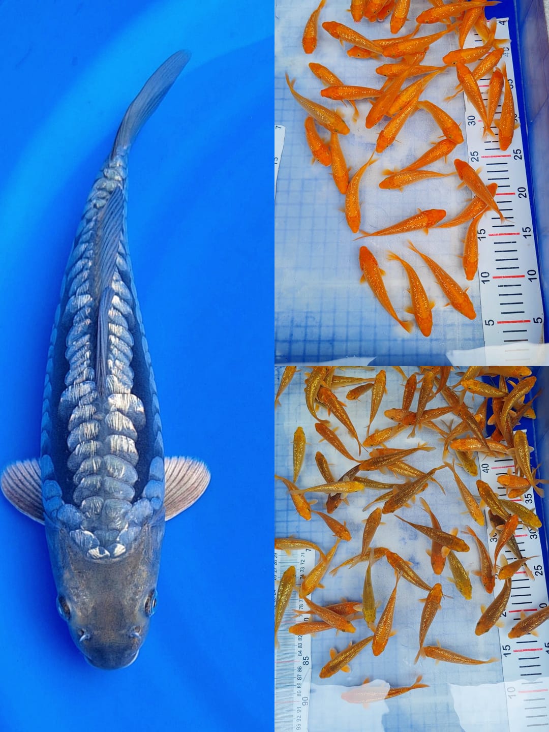 Lelang Koi Online, Jual Beli Ikan Koi, Pasar Koi Terbaik, Agen Lelang Koi, Penawaran Koi Berkualitas, Harga Jual Koi, Lelang Ikan Koi Import, Beli Koi Online, Jual Koi Murah, Koi Showroom, Penjual Koi Terpercaya, Lelang Koi Jakarta, Jual Koi Lokal, Koi Kualitas Unggul, Harga Terbaik Koi, Jual Koi Indukan, Lelang Ikan Hias Koi, Pasar Koi Indonesia, Beli Koi Berkualitas Tinggi, Koi Farm Terbesar, Jual Beli Koi Impor, Lelang Ikan Koi Kualitas Premium, Daftar Harga Koi Terbaru, Pusat Jual Beli Koi, Info Lelang Koi Hari Ini.