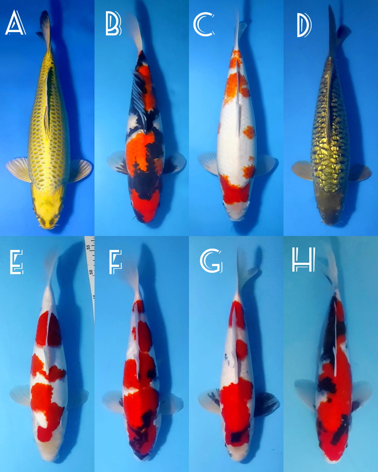 Lelang Koi Online, Jual Beli Ikan Koi, Pasar Koi Terbaik, Agen Lelang Koi, Penawaran Koi Berkualitas, Harga Jual Koi, Lelang Ikan Koi Import, Beli Koi Online, Jual Koi Murah, Koi Showroom, Penjual Koi Terpercaya, Lelang Koi Jakarta, Jual Koi Lokal, Koi Kualitas Unggul, Harga Terbaik Koi, Jual Koi Indukan, Lelang Ikan Hias Koi, Pasar Koi Indonesia, Beli Koi Berkualitas Tinggi, Koi Farm Terbesar, Jual Beli Koi Impor, Lelang Ikan Koi Kualitas Premium, Daftar Harga Koi Terbaru, Pusat Jual Beli Koi, Info Lelang Koi Hari Ini.