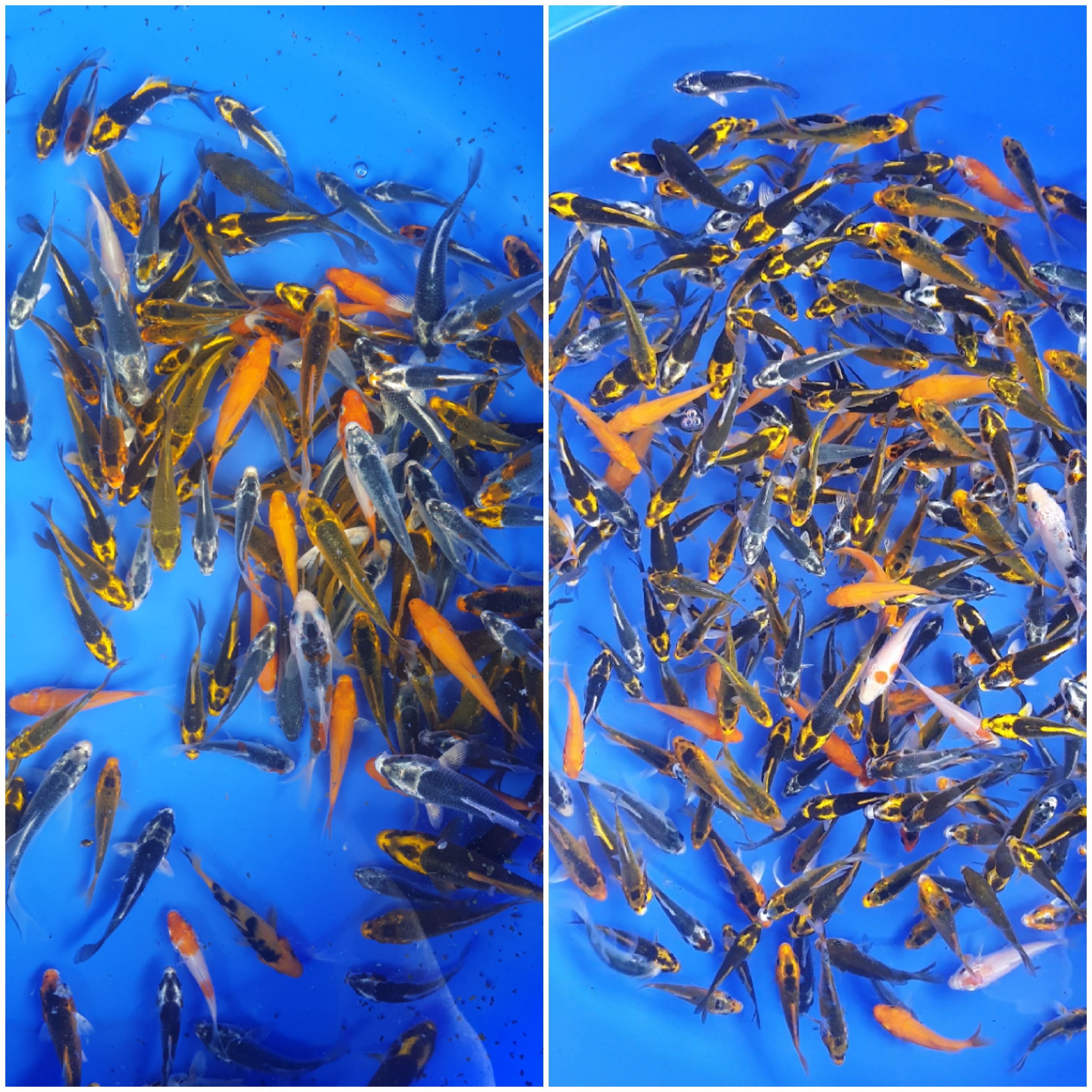 Lelang Koi Online, Jual Beli Ikan Koi, Pasar Koi Terbaik, Agen Lelang Koi, Penawaran Koi Berkualitas, Harga Jual Koi, Lelang Ikan Koi Import, Beli Koi Online, Jual Koi Murah, Koi Showroom, Penjual Koi Terpercaya, Lelang Koi Jakarta, Jual Koi Lokal, Koi Kualitas Unggul, Harga Terbaik Koi, Jual Koi Indukan, Lelang Ikan Hias Koi, Pasar Koi Indonesia, Beli Koi Berkualitas Tinggi, Koi Farm Terbesar, Jual Beli Koi Impor, Lelang Ikan Koi Kualitas Premium, Daftar Harga Koi Terbaru, Pusat Jual Beli Koi, Info Lelang Koi Hari Ini.