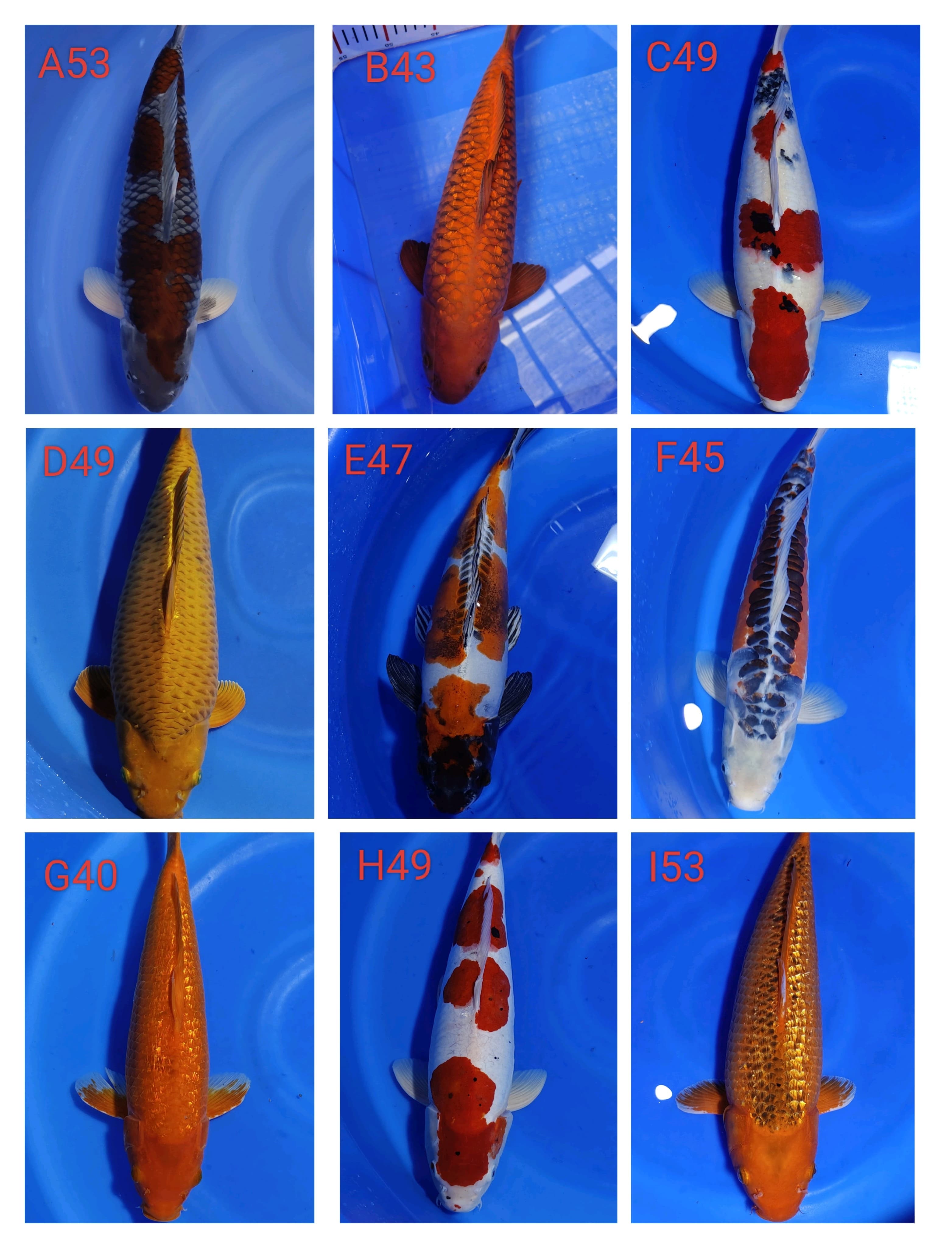 Lelang Koi Online, Jual Beli Ikan Koi, Pasar Koi Terbaik, Agen Lelang Koi, Penawaran Koi Berkualitas, Harga Jual Koi, Lelang Ikan Koi Import, Beli Koi Online, Jual Koi Murah, Koi Showroom, Penjual Koi Terpercaya, Lelang Koi Jakarta, Jual Koi Lokal, Koi Kualitas Unggul, Harga Terbaik Koi, Jual Koi Indukan, Lelang Ikan Hias Koi, Pasar Koi Indonesia, Beli Koi Berkualitas Tinggi, Koi Farm Terbesar, Jual Beli Koi Impor, Lelang Ikan Koi Kualitas Premium, Daftar Harga Koi Terbaru, Pusat Jual Beli Koi, Info Lelang Koi Hari Ini.