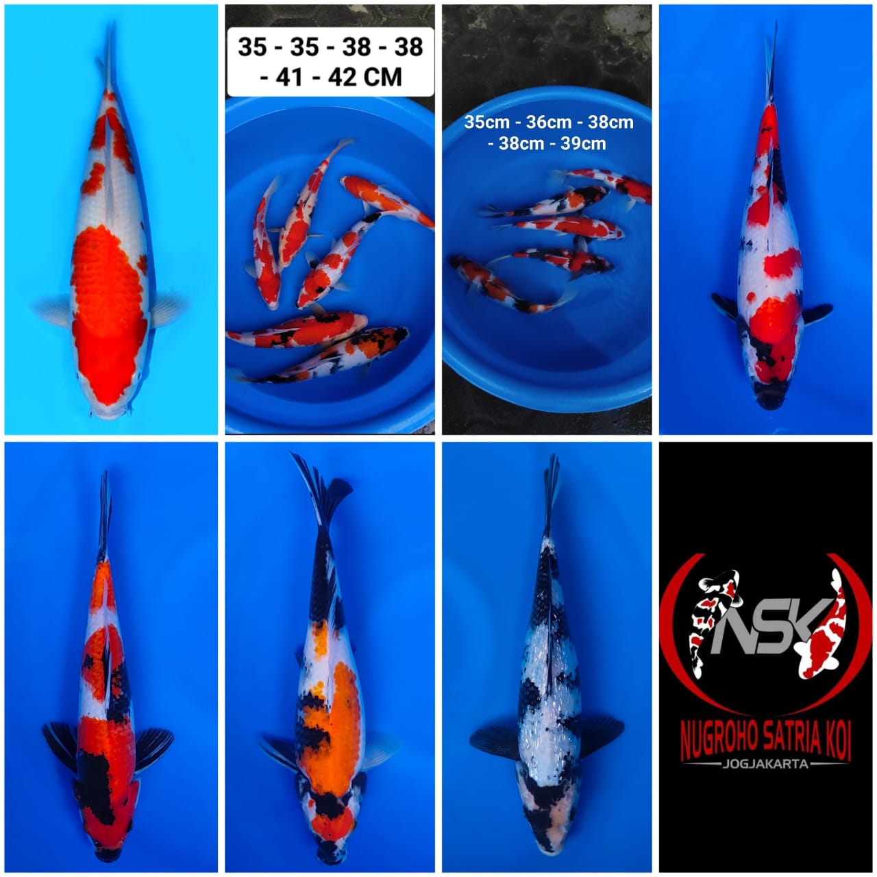 Lelang Koi Online, Jual Beli Ikan Koi, Pasar Koi Terbaik, Agen Lelang Koi, Penawaran Koi Berkualitas, Harga Jual Koi, Lelang Ikan Koi Import, Beli Koi Online, Jual Koi Murah, Koi Showroom, Penjual Koi Terpercaya, Lelang Koi Jakarta, Jual Koi Lokal, Koi Kualitas Unggul, Harga Terbaik Koi, Jual Koi Indukan, Lelang Ikan Hias Koi, Pasar Koi Indonesia, Beli Koi Berkualitas Tinggi, Koi Farm Terbesar, Jual Beli Koi Impor, Lelang Ikan Koi Kualitas Premium, Daftar Harga Koi Terbaru, Pusat Jual Beli Koi, Info Lelang Koi Hari Ini.