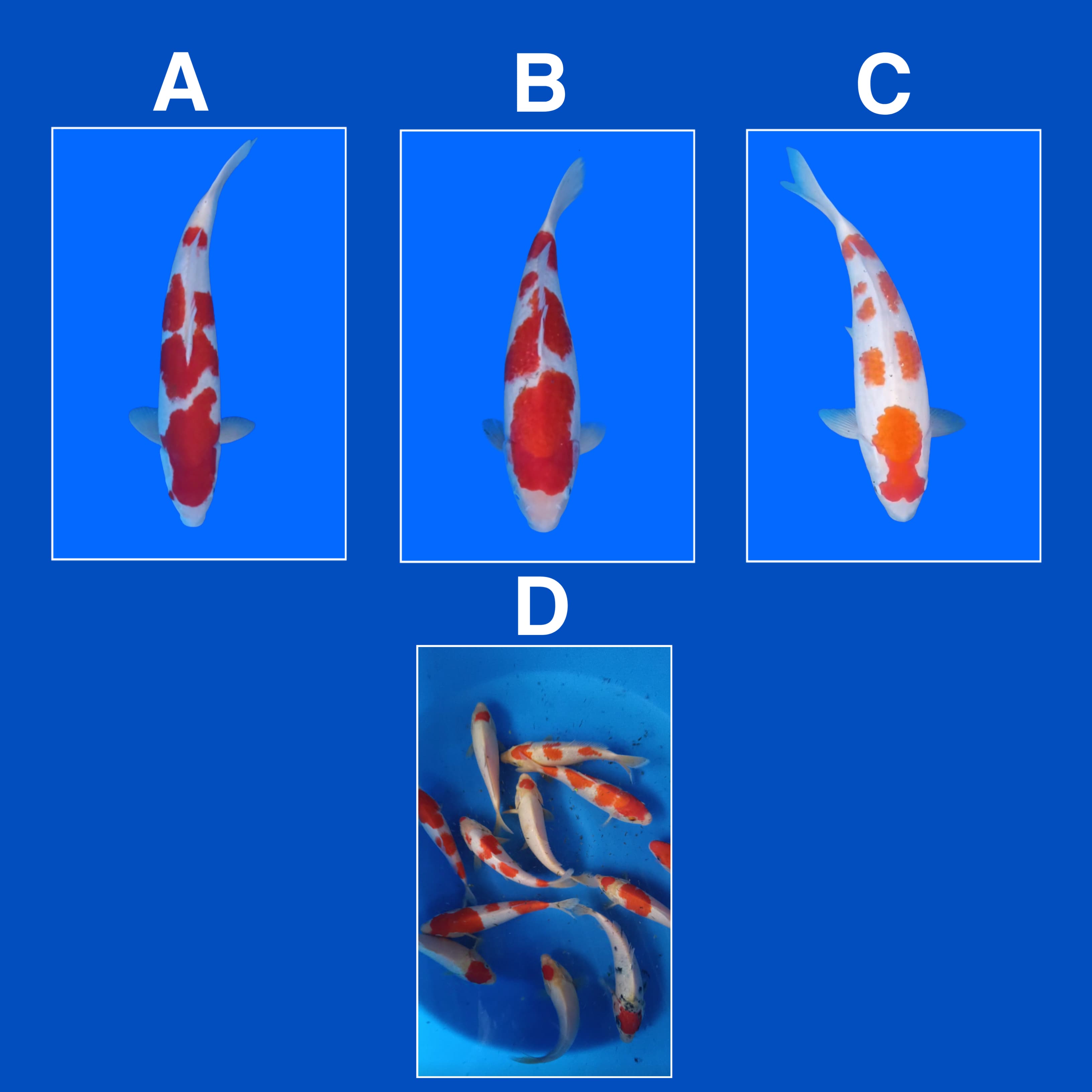 Lelang Koi Online, Jual Beli Ikan Koi, Pasar Koi Terbaik, Agen Lelang Koi, Penawaran Koi Berkualitas, Harga Jual Koi, Lelang Ikan Koi Import, Beli Koi Online, Jual Koi Murah, Koi Showroom, Penjual Koi Terpercaya, Lelang Koi Jakarta, Jual Koi Lokal, Koi Kualitas Unggul, Harga Terbaik Koi, Jual Koi Indukan, Lelang Ikan Hias Koi, Pasar Koi Indonesia, Beli Koi Berkualitas Tinggi, Koi Farm Terbesar, Jual Beli Koi Impor, Lelang Ikan Koi Kualitas Premium, Daftar Harga Koi Terbaru, Pusat Jual Beli Koi, Info Lelang Koi Hari Ini.