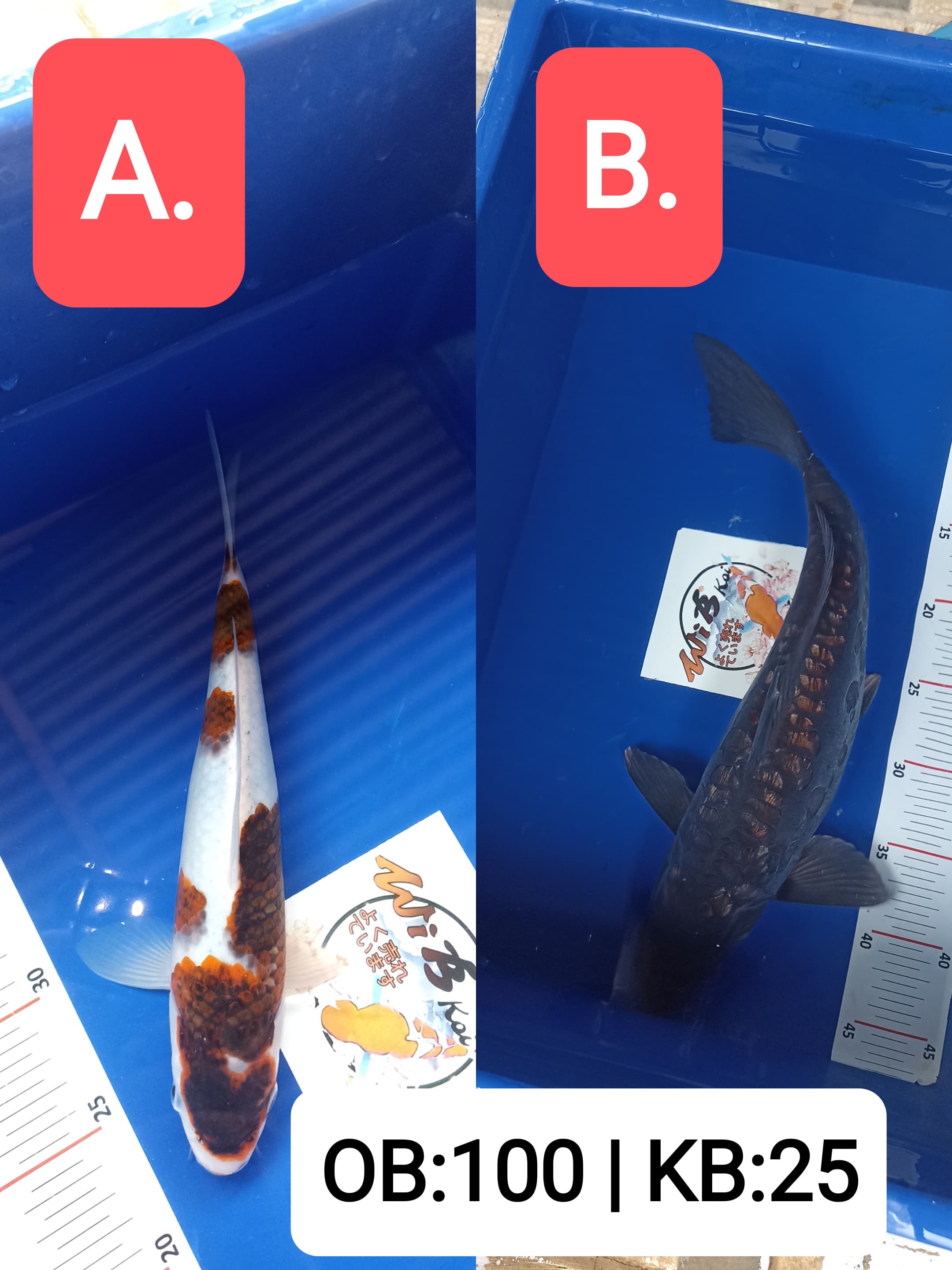 Lelang Koi Online, Jual Beli Ikan Koi, Pasar Koi Terbaik, Agen Lelang Koi, Penawaran Koi Berkualitas, Harga Jual Koi, Lelang Ikan Koi Import, Beli Koi Online, Jual Koi Murah, Koi Showroom, Penjual Koi Terpercaya, Lelang Koi Jakarta, Jual Koi Lokal, Koi Kualitas Unggul, Harga Terbaik Koi, Jual Koi Indukan, Lelang Ikan Hias Koi, Pasar Koi Indonesia, Beli Koi Berkualitas Tinggi, Koi Farm Terbesar, Jual Beli Koi Impor, Lelang Ikan Koi Kualitas Premium, Daftar Harga Koi Terbaru, Pusat Jual Beli Koi, Info Lelang Koi Hari Ini.