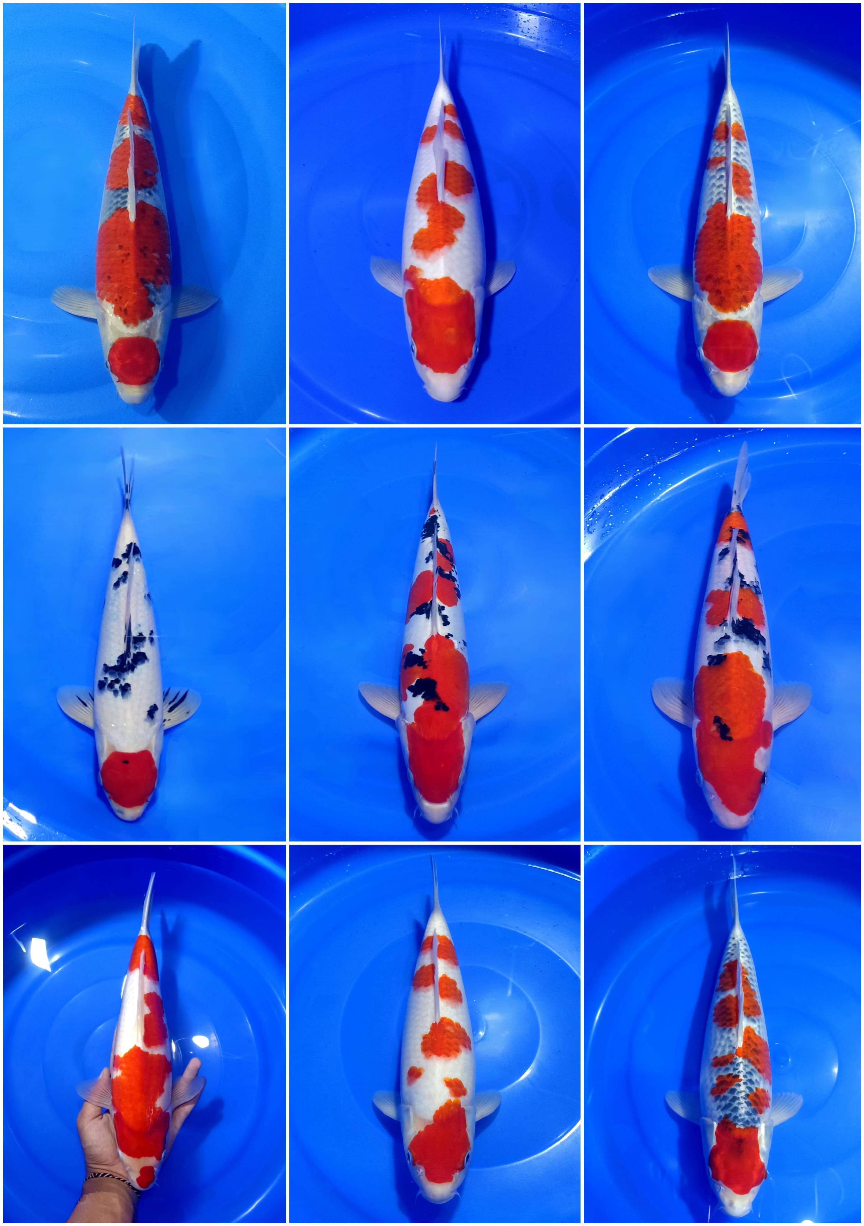 Lelang Koi Online, Jual Beli Ikan Koi, Pasar Koi Terbaik, Agen Lelang Koi, Penawaran Koi Berkualitas, Harga Jual Koi, Lelang Ikan Koi Import, Beli Koi Online, Jual Koi Murah, Koi Showroom, Penjual Koi Terpercaya, Lelang Koi Jakarta, Jual Koi Lokal, Koi Kualitas Unggul, Harga Terbaik Koi, Jual Koi Indukan, Lelang Ikan Hias Koi, Pasar Koi Indonesia, Beli Koi Berkualitas Tinggi, Koi Farm Terbesar, Jual Beli Koi Impor, Lelang Ikan Koi Kualitas Premium, Daftar Harga Koi Terbaru, Pusat Jual Beli Koi, Info Lelang Koi Hari Ini.