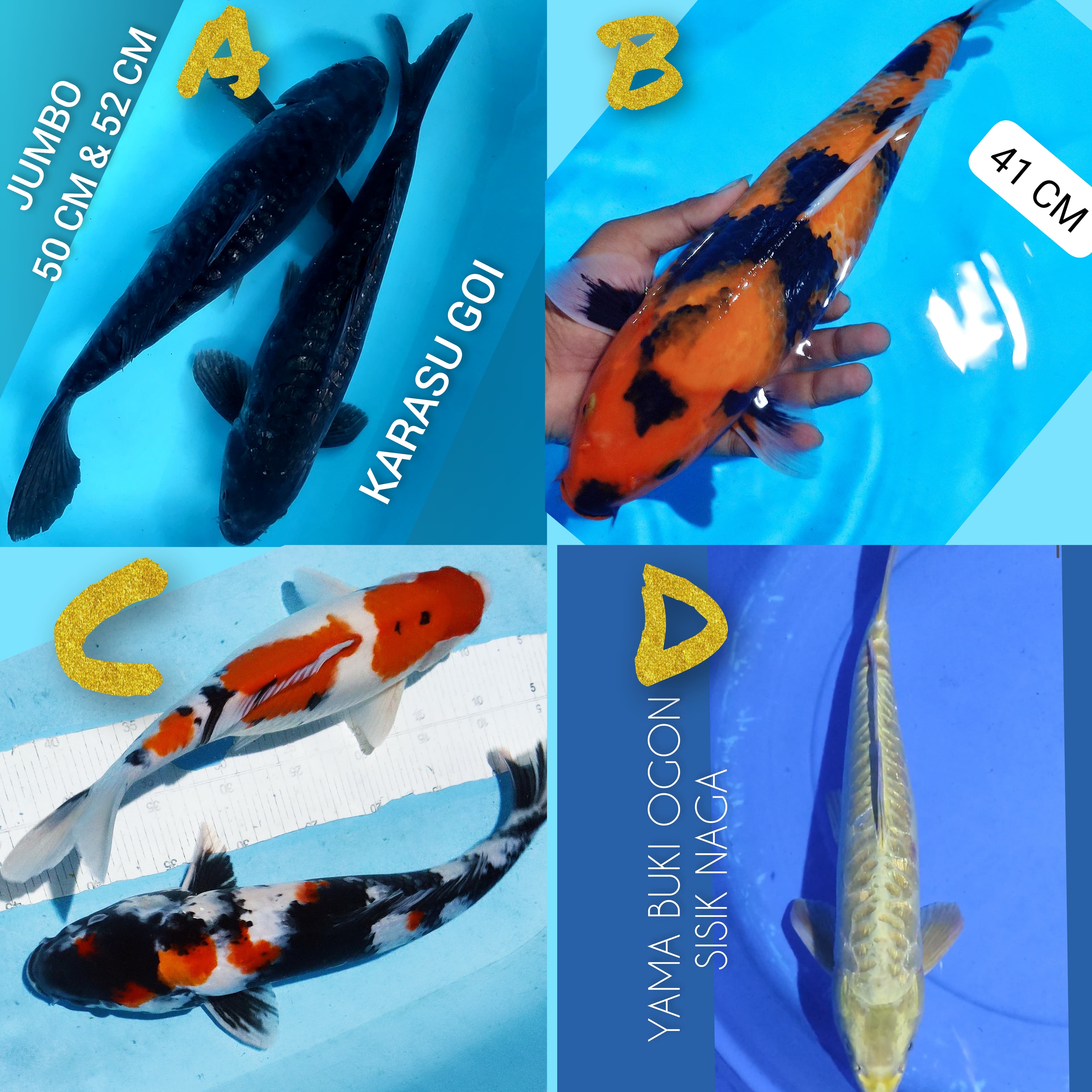 Lelang Koi Online, Jual Beli Ikan Koi, Pasar Koi Terbaik, Agen Lelang Koi, Penawaran Koi Berkualitas, Harga Jual Koi, Lelang Ikan Koi Import, Beli Koi Online, Jual Koi Murah, Koi Showroom, Penjual Koi Terpercaya, Lelang Koi Jakarta, Jual Koi Lokal, Koi Kualitas Unggul, Harga Terbaik Koi, Jual Koi Indukan, Lelang Ikan Hias Koi, Pasar Koi Indonesia, Beli Koi Berkualitas Tinggi, Koi Farm Terbesar, Jual Beli Koi Impor, Lelang Ikan Koi Kualitas Premium, Daftar Harga Koi Terbaru, Pusat Jual Beli Koi, Info Lelang Koi Hari Ini.