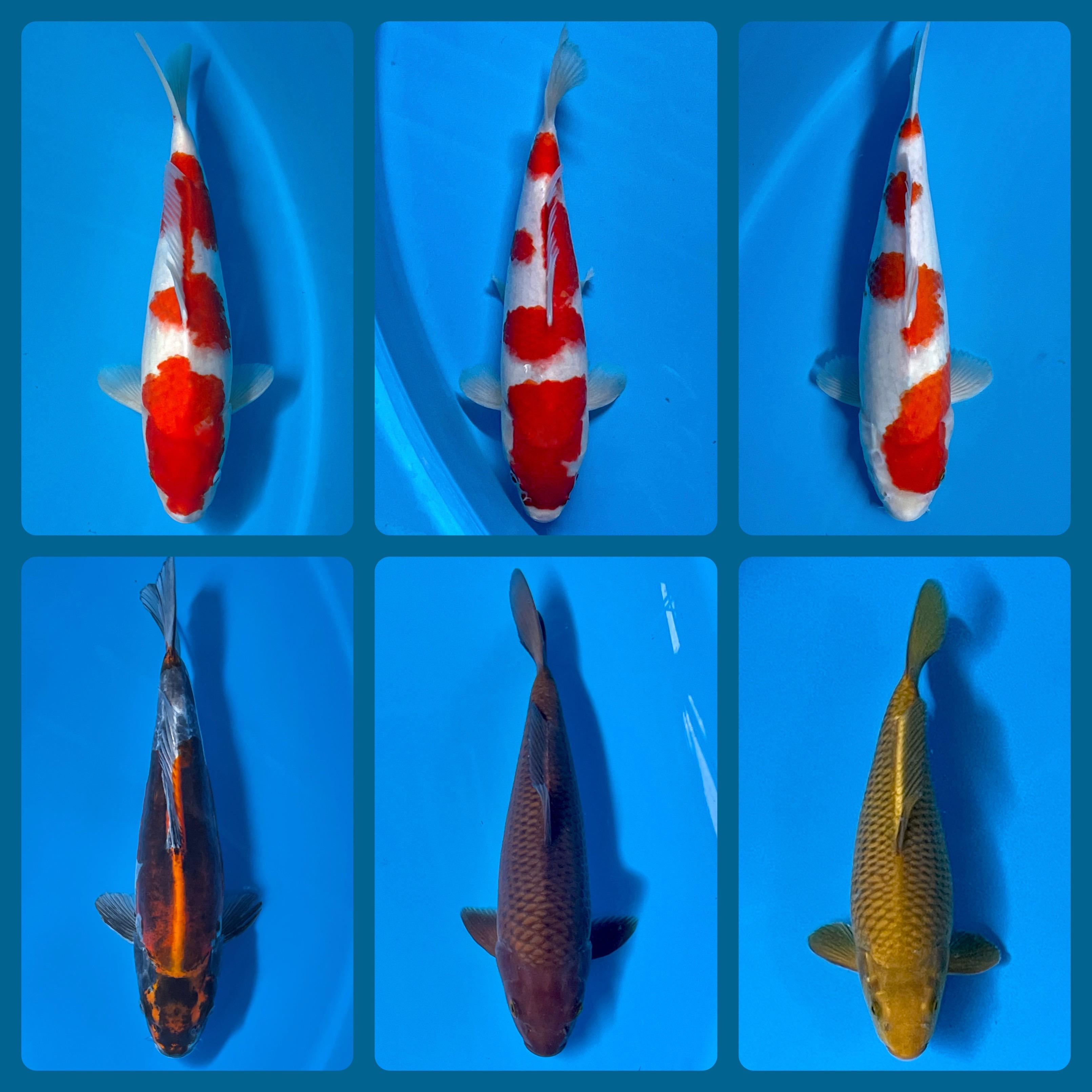 Lelang Koi Online, Jual Beli Ikan Koi, Pasar Koi Terbaik, Agen Lelang Koi, Penawaran Koi Berkualitas, Harga Jual Koi, Lelang Ikan Koi Import, Beli Koi Online, Jual Koi Murah, Koi Showroom, Penjual Koi Terpercaya, Lelang Koi Jakarta, Jual Koi Lokal, Koi Kualitas Unggul, Harga Terbaik Koi, Jual Koi Indukan, Lelang Ikan Hias Koi, Pasar Koi Indonesia, Beli Koi Berkualitas Tinggi, Koi Farm Terbesar, Jual Beli Koi Impor, Lelang Ikan Koi Kualitas Premium, Daftar Harga Koi Terbaru, Pusat Jual Beli Koi, Info Lelang Koi Hari Ini.