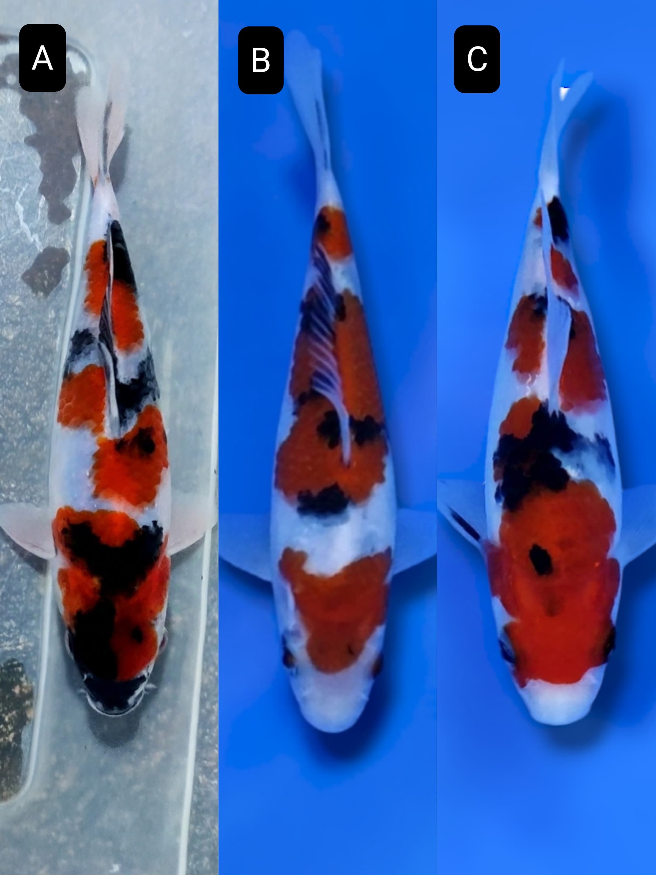 Lelang Koi Online, Jual Beli Ikan Koi, Pasar Koi Terbaik, Agen Lelang Koi, Penawaran Koi Berkualitas, Harga Jual Koi, Lelang Ikan Koi Import, Beli Koi Online, Jual Koi Murah, Koi Showroom, Penjual Koi Terpercaya, Lelang Koi Jakarta, Jual Koi Lokal, Koi Kualitas Unggul, Harga Terbaik Koi, Jual Koi Indukan, Lelang Ikan Hias Koi, Pasar Koi Indonesia, Beli Koi Berkualitas Tinggi, Koi Farm Terbesar, Jual Beli Koi Impor, Lelang Ikan Koi Kualitas Premium, Daftar Harga Koi Terbaru, Pusat Jual Beli Koi, Info Lelang Koi Hari Ini.