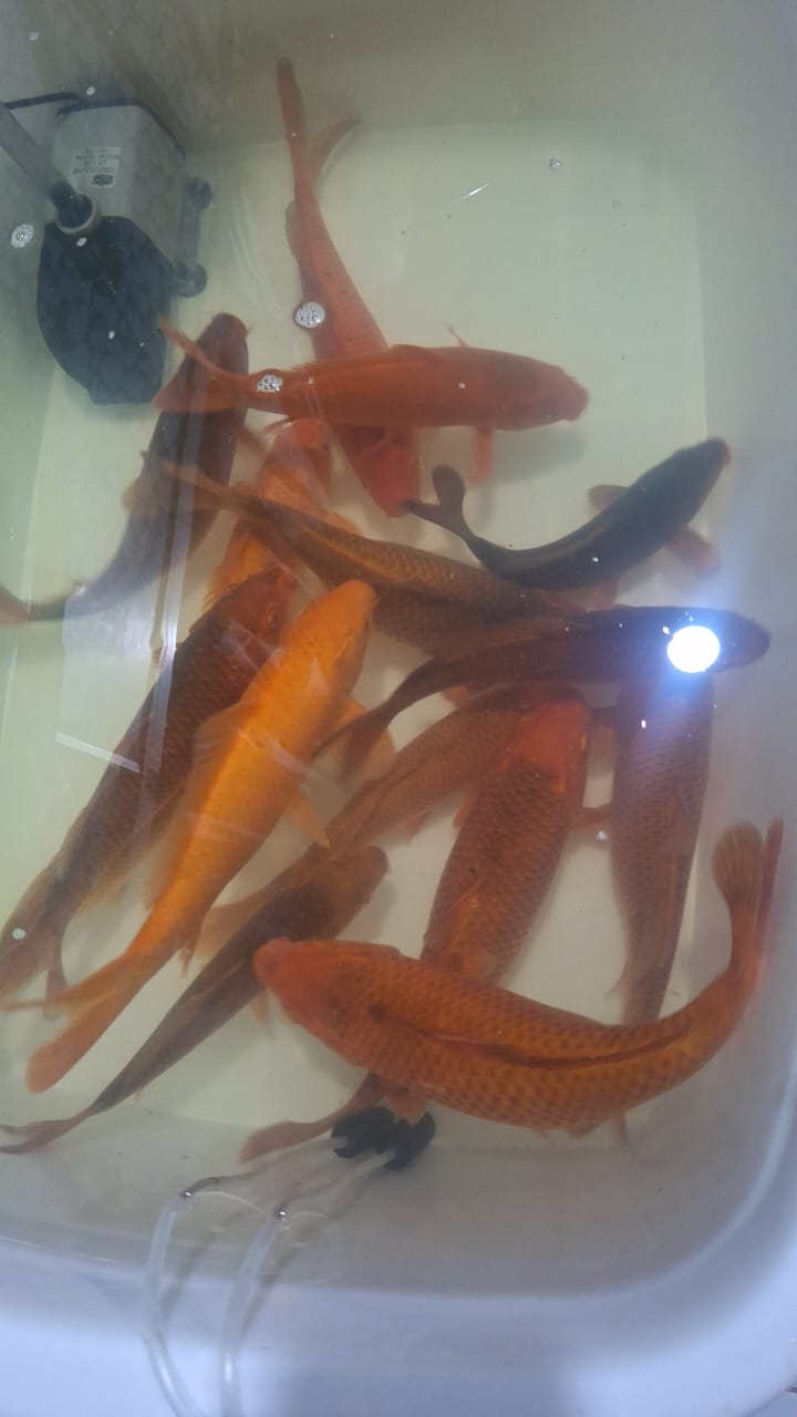 Lelang Koi Online, Jual Beli Ikan Koi, Pasar Koi Terbaik, Agen Lelang Koi, Penawaran Koi Berkualitas, Harga Jual Koi, Lelang Ikan Koi Import, Beli Koi Online, Jual Koi Murah, Koi Showroom, Penjual Koi Terpercaya, Lelang Koi Jakarta, Jual Koi Lokal, Koi Kualitas Unggul, Harga Terbaik Koi, Jual Koi Indukan, Lelang Ikan Hias Koi, Pasar Koi Indonesia, Beli Koi Berkualitas Tinggi, Koi Farm Terbesar, Jual Beli Koi Impor, Lelang Ikan Koi Kualitas Premium, Daftar Harga Koi Terbaru, Pusat Jual Beli Koi, Info Lelang Koi Hari Ini.