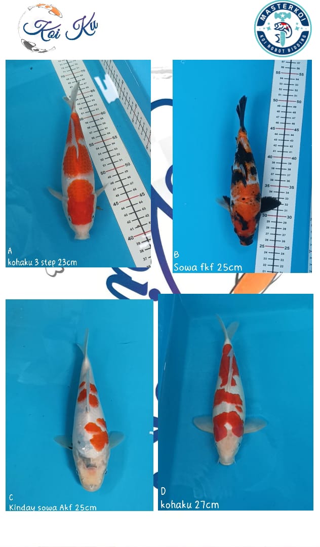 Lelang Koi Online, Jual Beli Ikan Koi, Pasar Koi Terbaik, Agen Lelang Koi, Penawaran Koi Berkualitas, Harga Jual Koi, Lelang Ikan Koi Import, Beli Koi Online, Jual Koi Murah, Koi Showroom, Penjual Koi Terpercaya, Lelang Koi Jakarta, Jual Koi Lokal, Koi Kualitas Unggul, Harga Terbaik Koi, Jual Koi Indukan, Lelang Ikan Hias Koi, Pasar Koi Indonesia, Beli Koi Berkualitas Tinggi, Koi Farm Terbesar, Jual Beli Koi Impor, Lelang Ikan Koi Kualitas Premium, Daftar Harga Koi Terbaru, Pusat Jual Beli Koi, Info Lelang Koi Hari Ini.