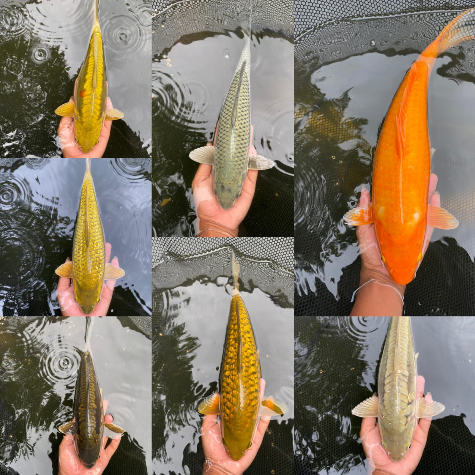 Lelang Koi Online, Jual Beli Ikan Koi, Pasar Koi Terbaik, Agen Lelang Koi, Penawaran Koi Berkualitas, Harga Jual Koi, Lelang Ikan Koi Import, Beli Koi Online, Jual Koi Murah, Koi Showroom, Penjual Koi Terpercaya, Lelang Koi Jakarta, Jual Koi Lokal, Koi Kualitas Unggul, Harga Terbaik Koi, Jual Koi Indukan, Lelang Ikan Hias Koi, Pasar Koi Indonesia, Beli Koi Berkualitas Tinggi, Koi Farm Terbesar, Jual Beli Koi Impor, Lelang Ikan Koi Kualitas Premium, Daftar Harga Koi Terbaru, Pusat Jual Beli Koi, Info Lelang Koi Hari Ini.